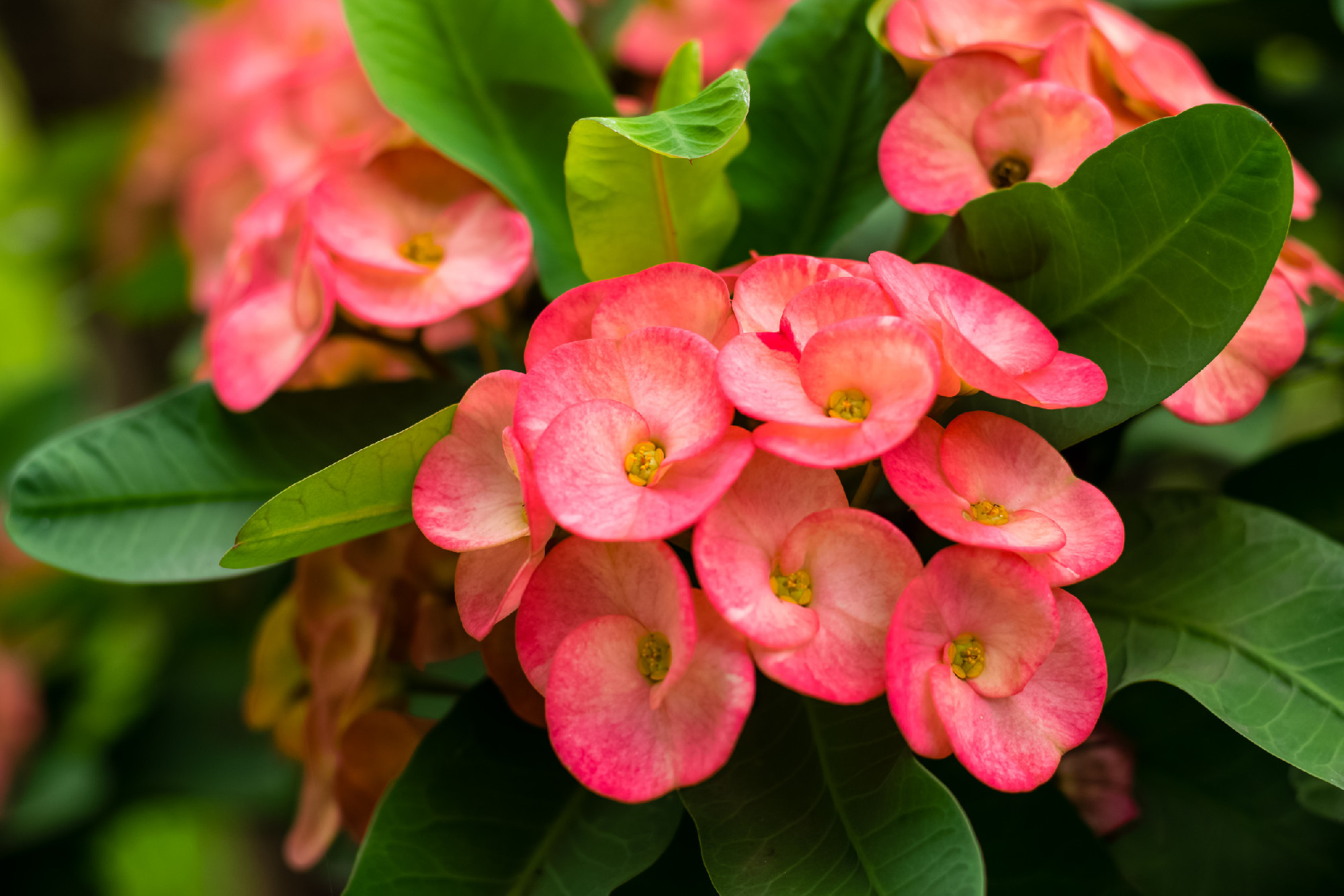 crown of thorns red flower