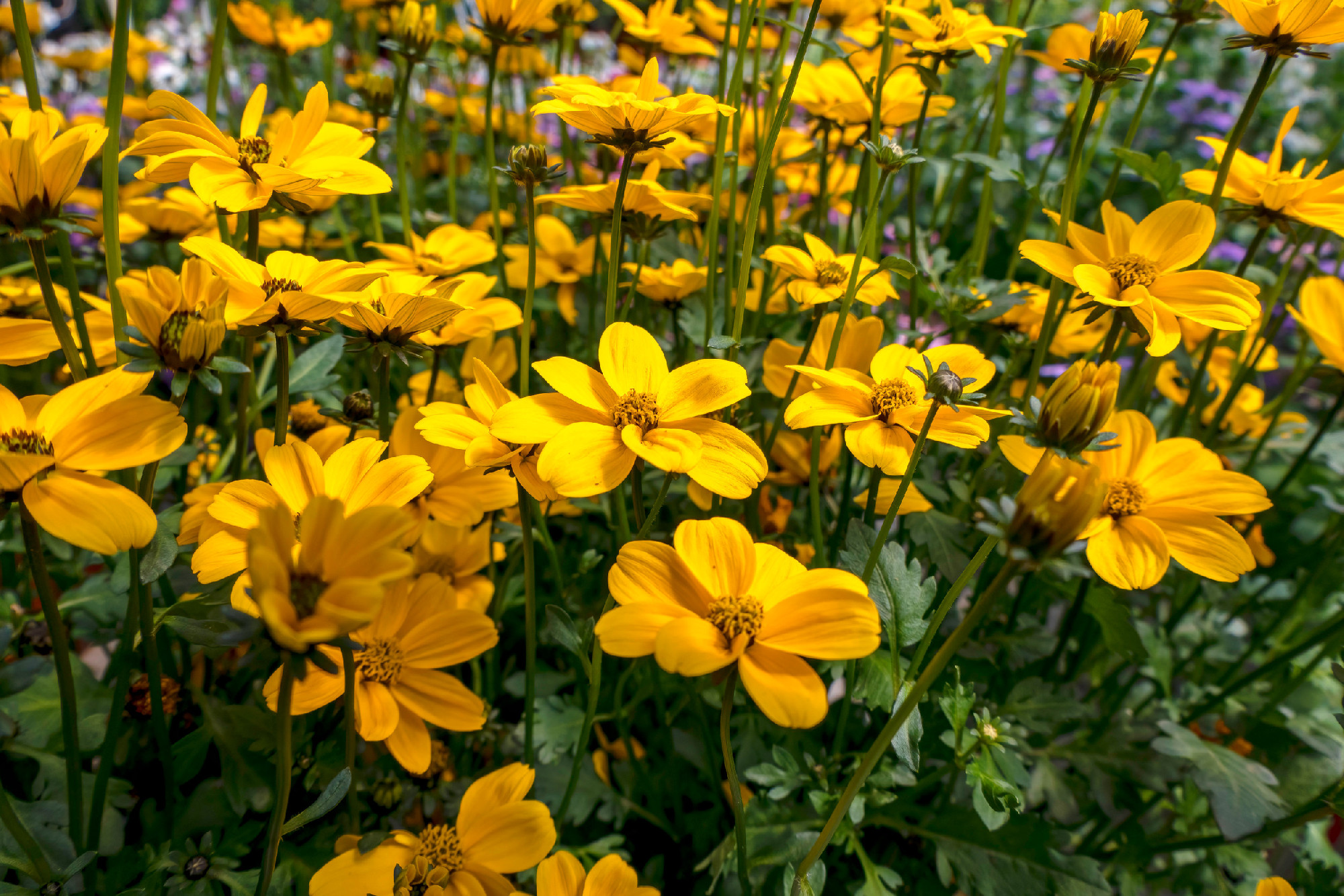 Bidens ferulifolia or Golden Nugget or Verbena Amarilla yellow flowers in garden flowerbed