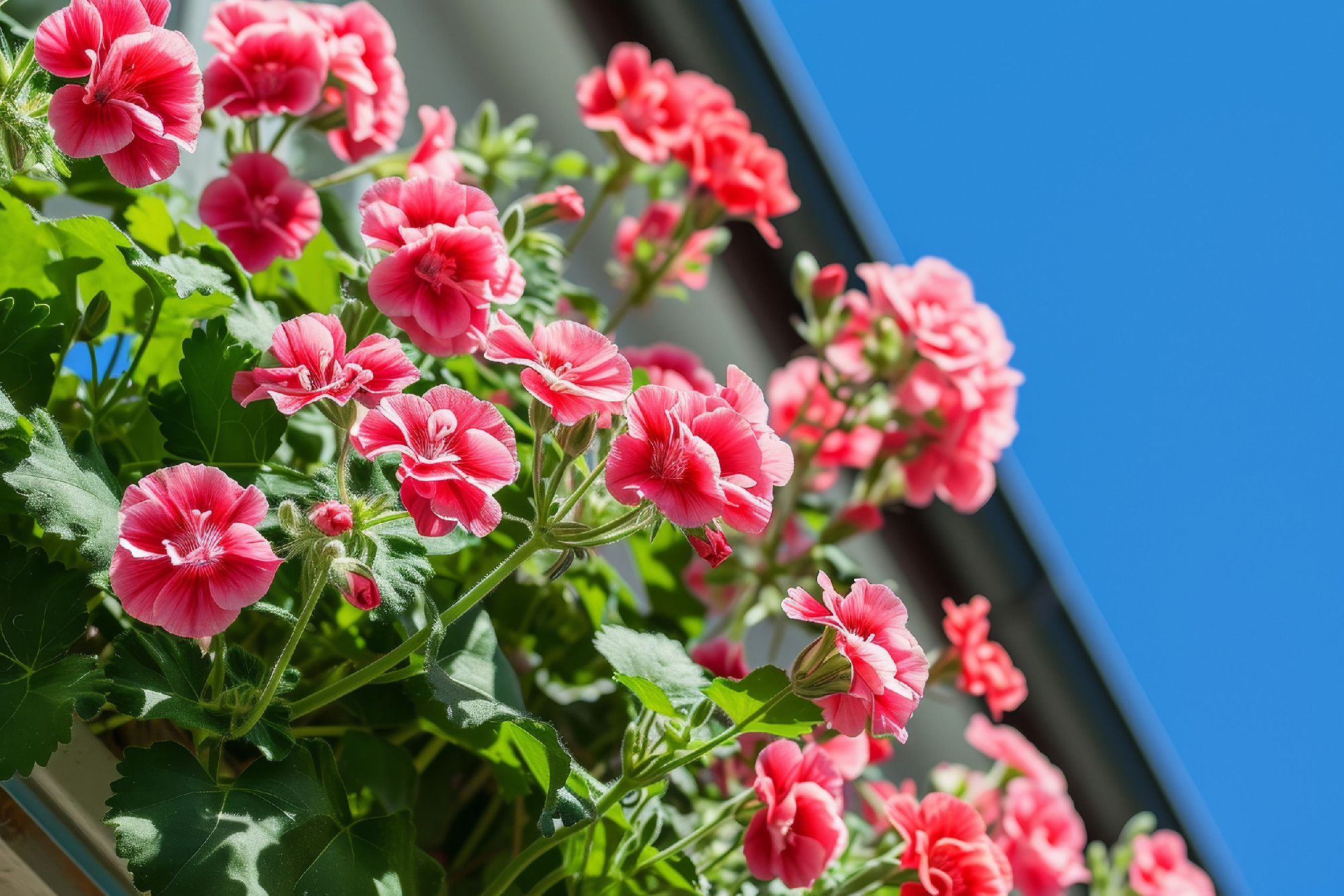 Pink red pelargonium flowers growing on balcony.