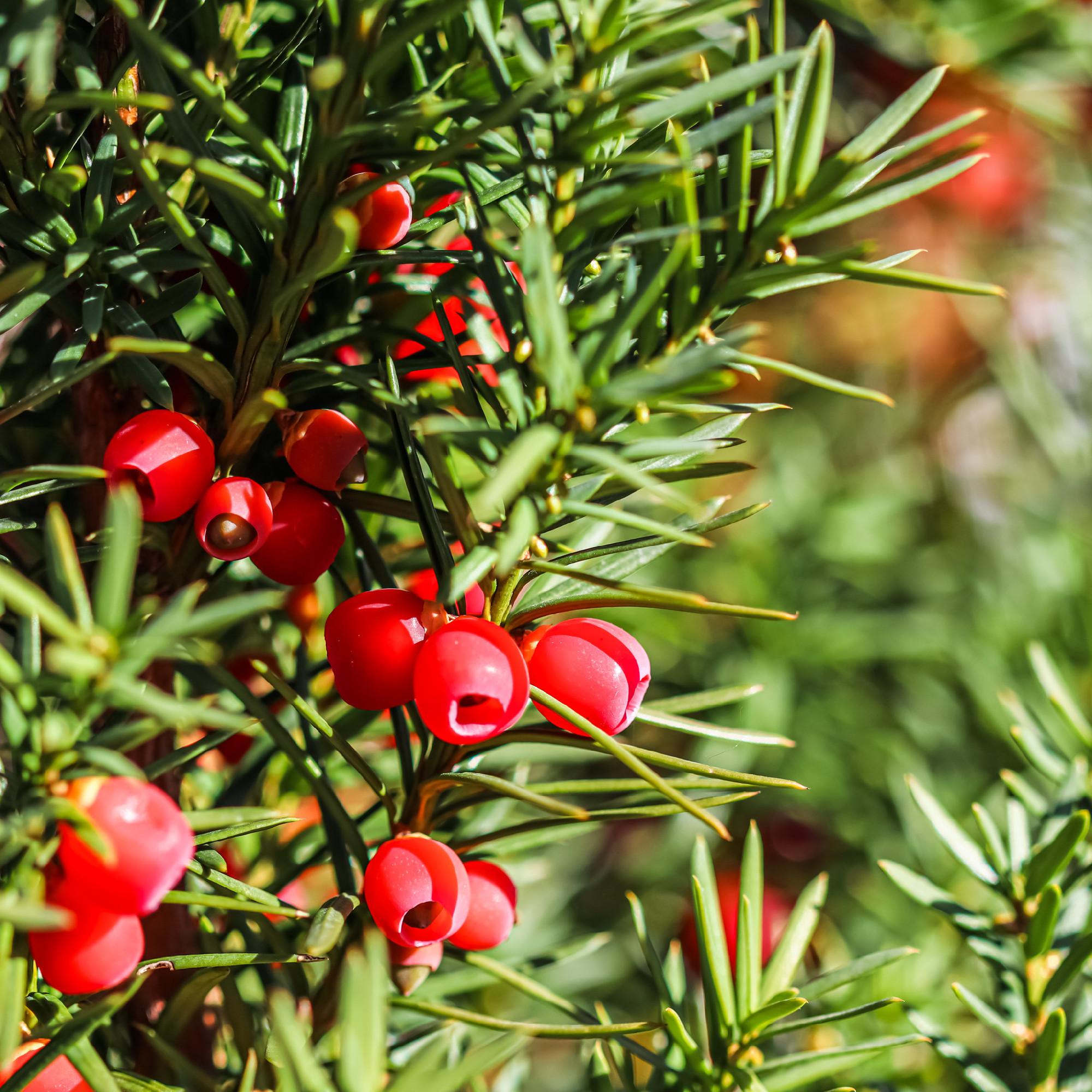 Close up of a branch with red berries of yew