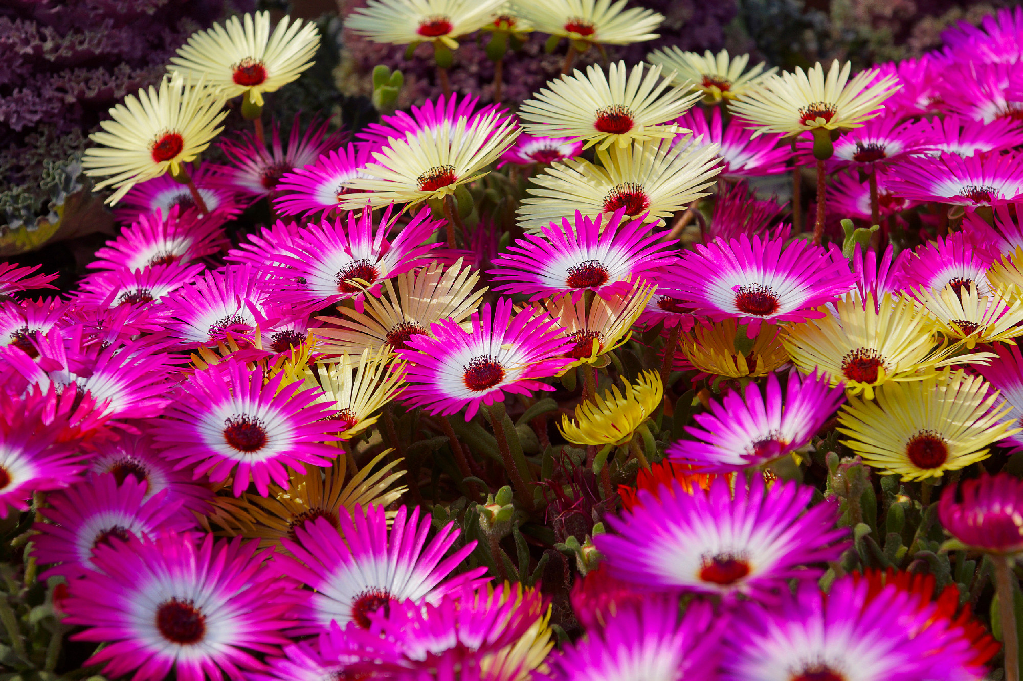 Livingston Daisies, Dorantheanthus belidiformis