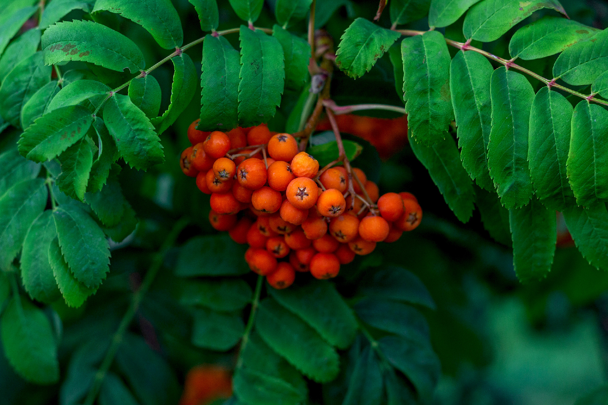 A branch with a bunch of ripe red mountain ash in the foliage