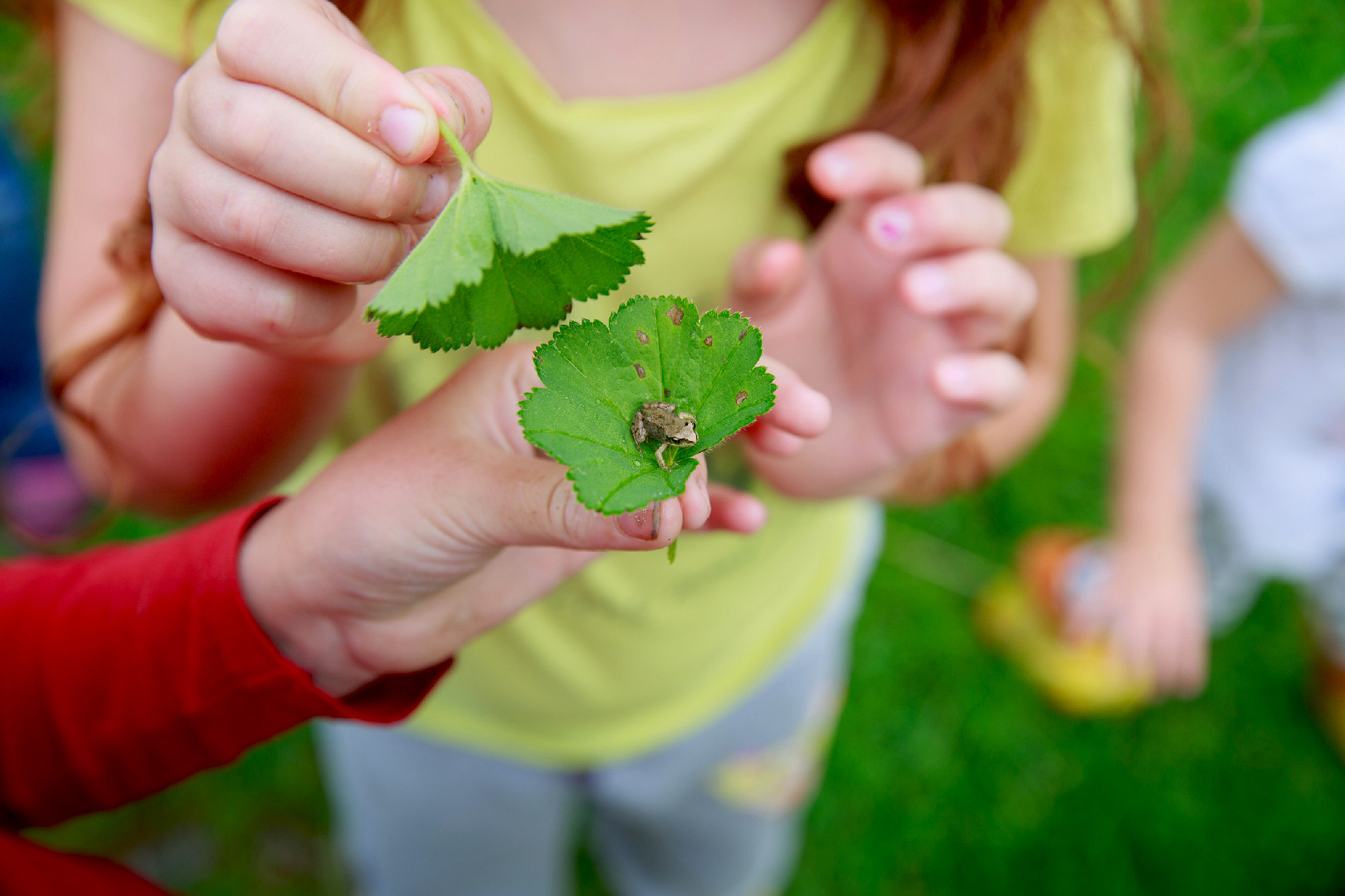Children play with a frogling. The children put the frog on the