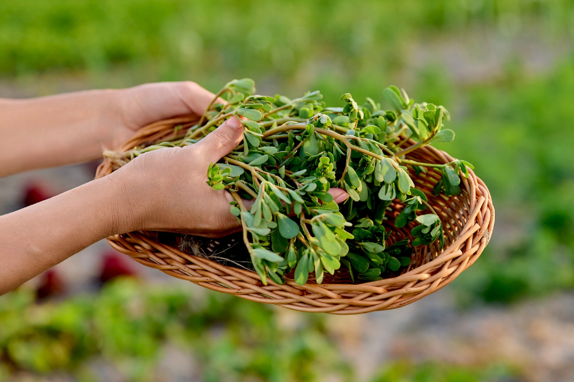 Plant purslane Portulaca oleracea in a wicker plate in the garde