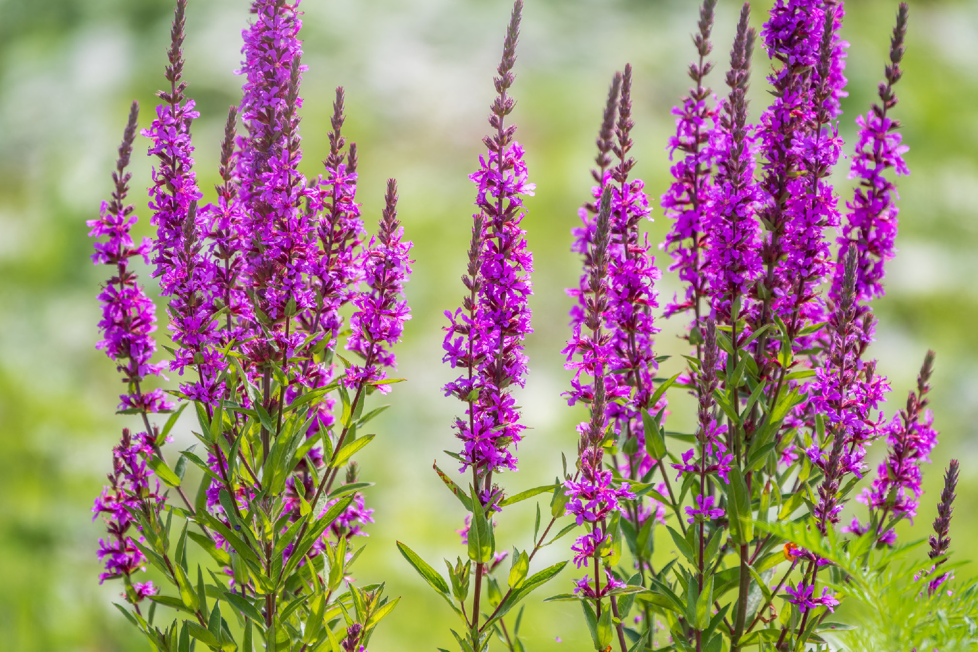 Summer Flowering Purple Loosestrife, Lythrum tomentosum on a green blured background.