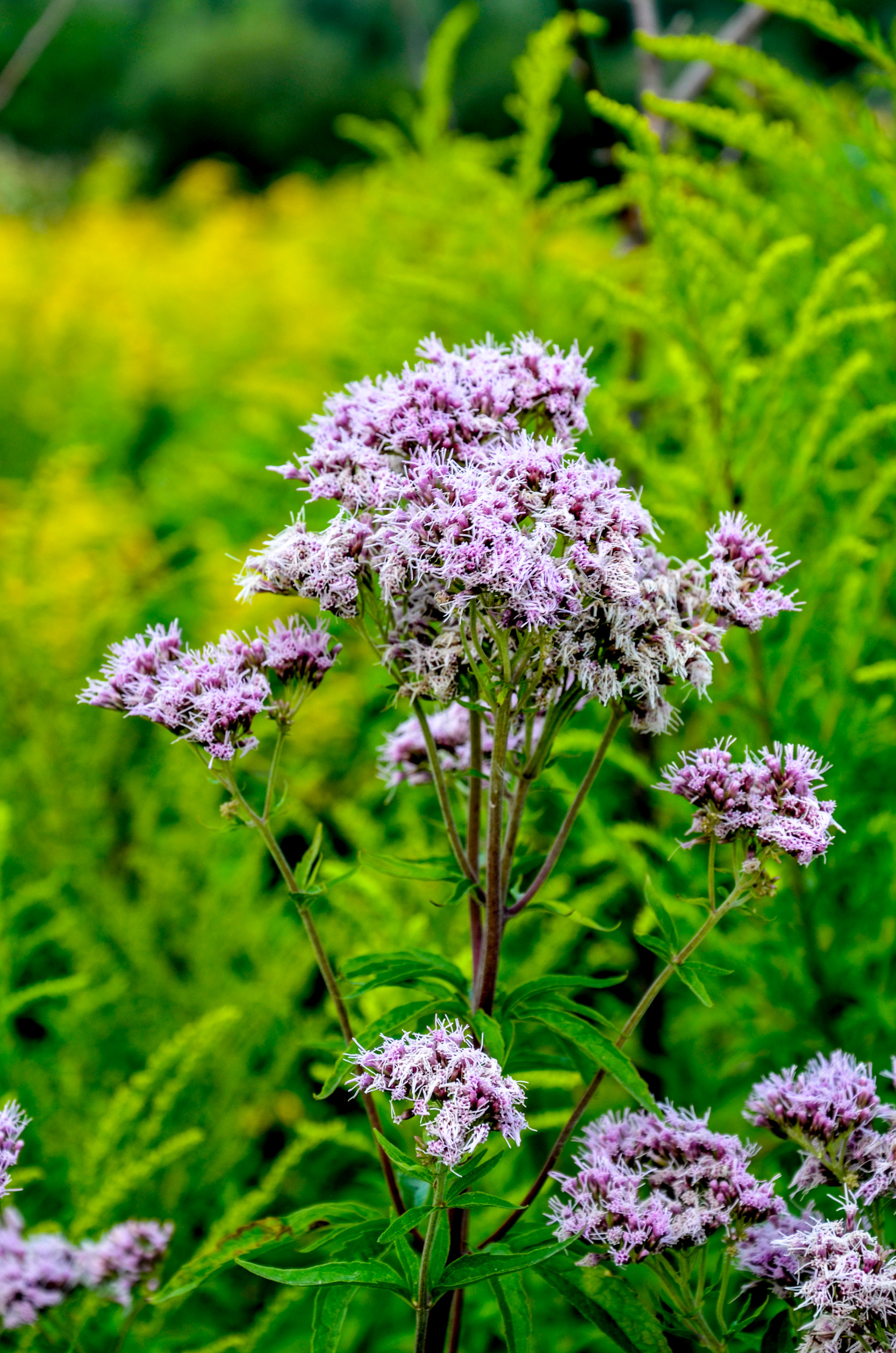 It blooms in the wild hemp agrimony (Eupatorium cannabinum)