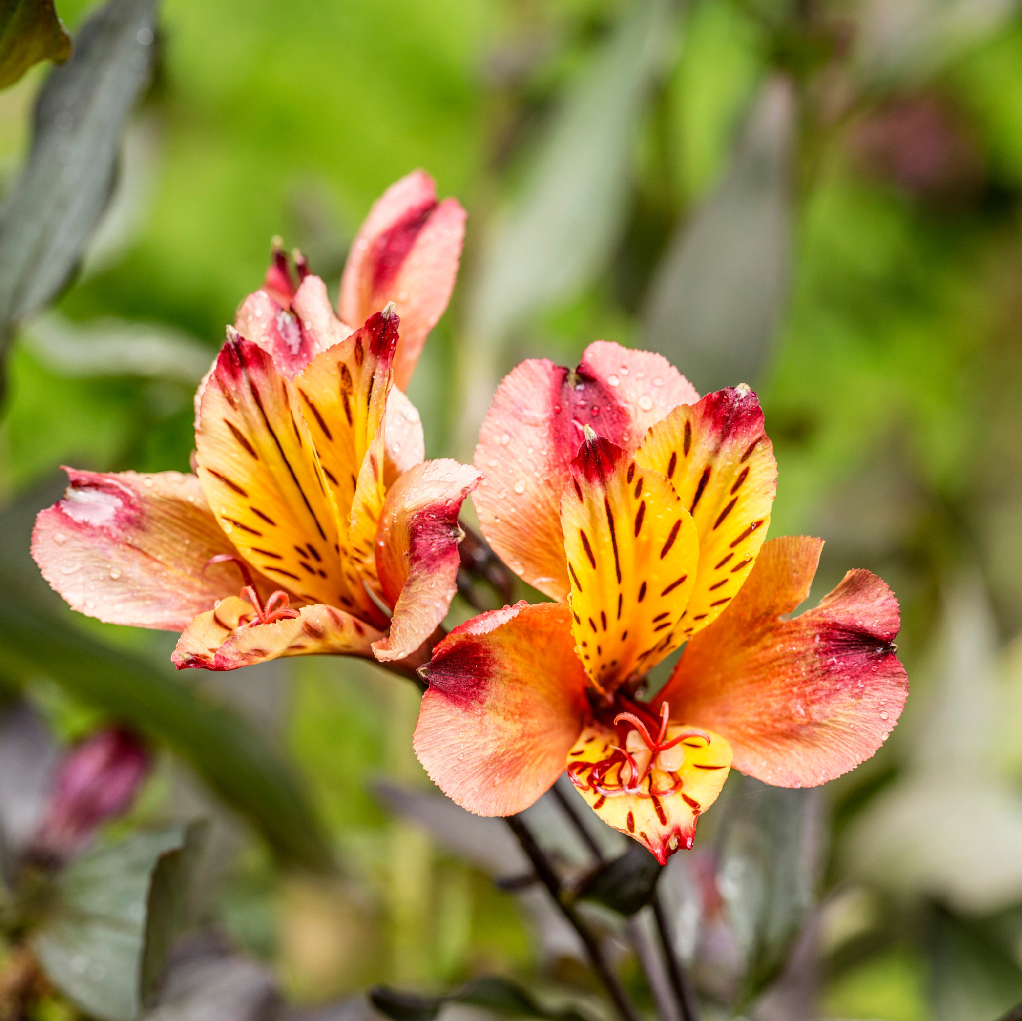 closeup red and orange lily flower