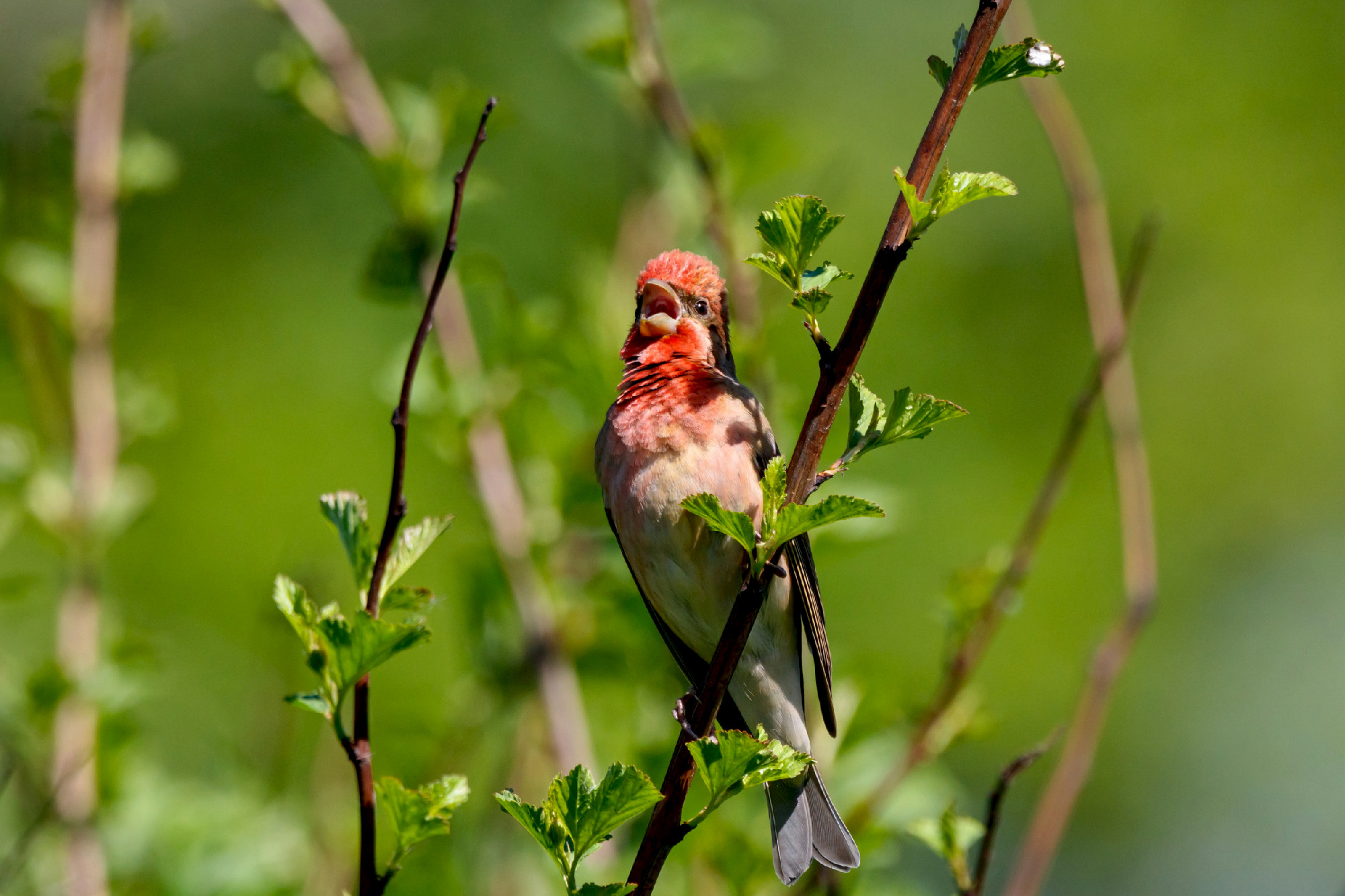 Common rosefinch Carpodacus erythrinus male