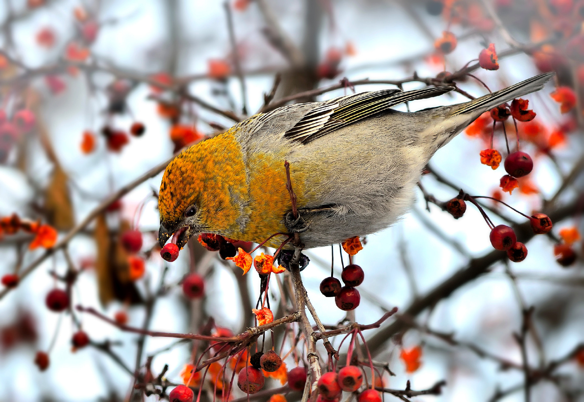 Common Rosefinch female or Carpodacus erythrinus winter berries 