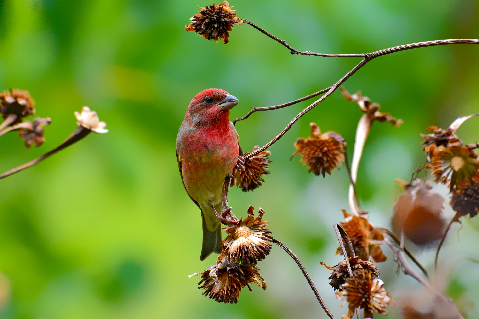 Common Rosefinch bird
