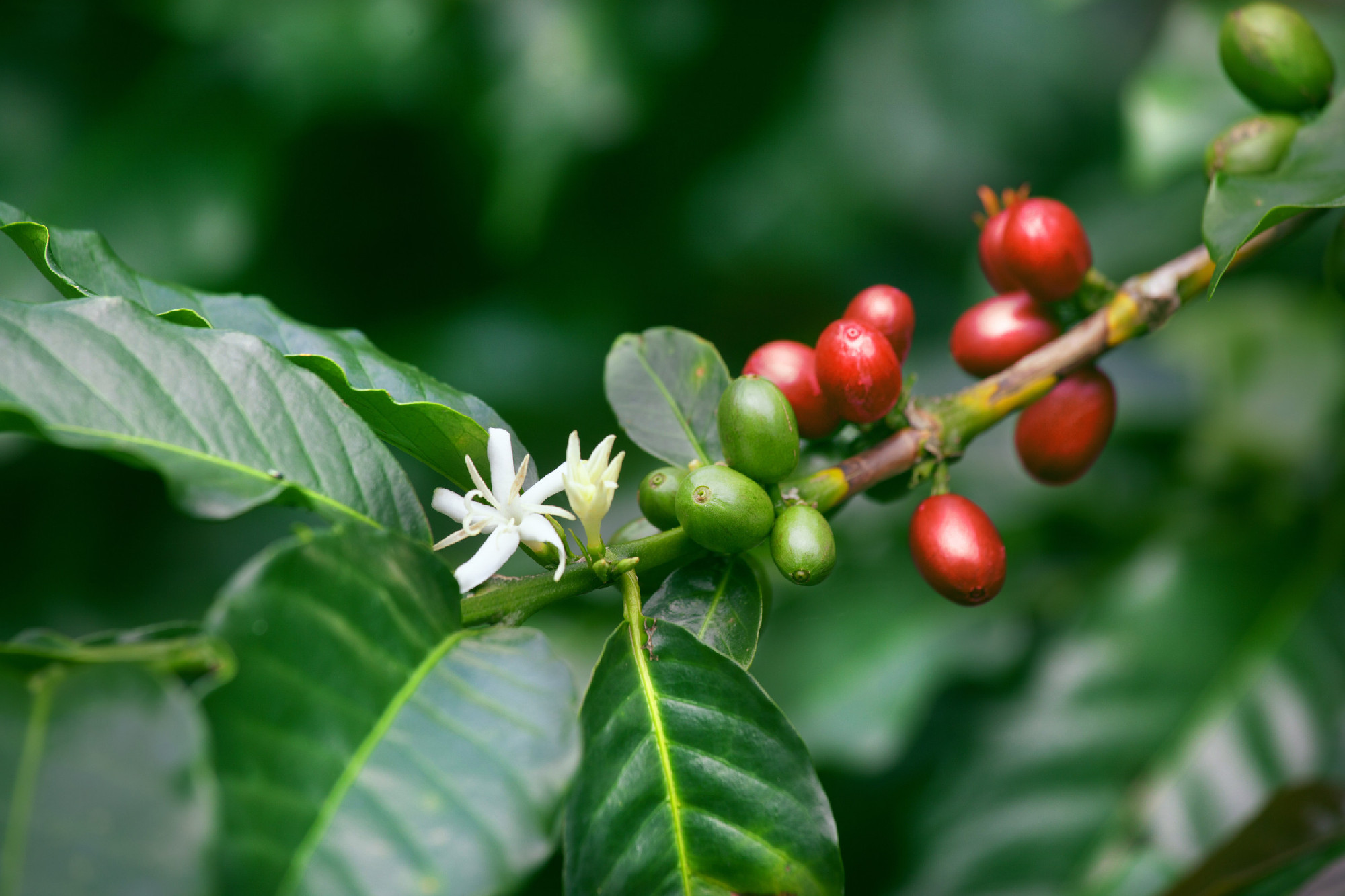 coffee berries and blossom