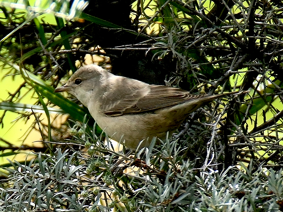 Barred Warbler (Sylvia nisoria)