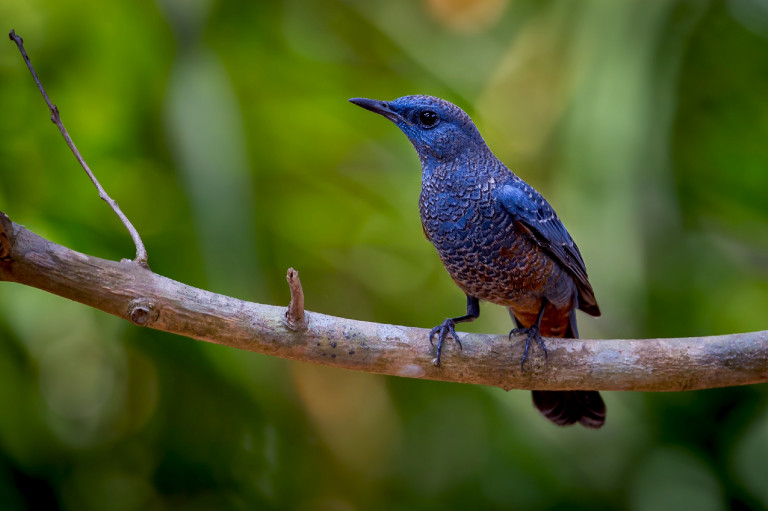 Magyarország madarai: a kék kövirigó