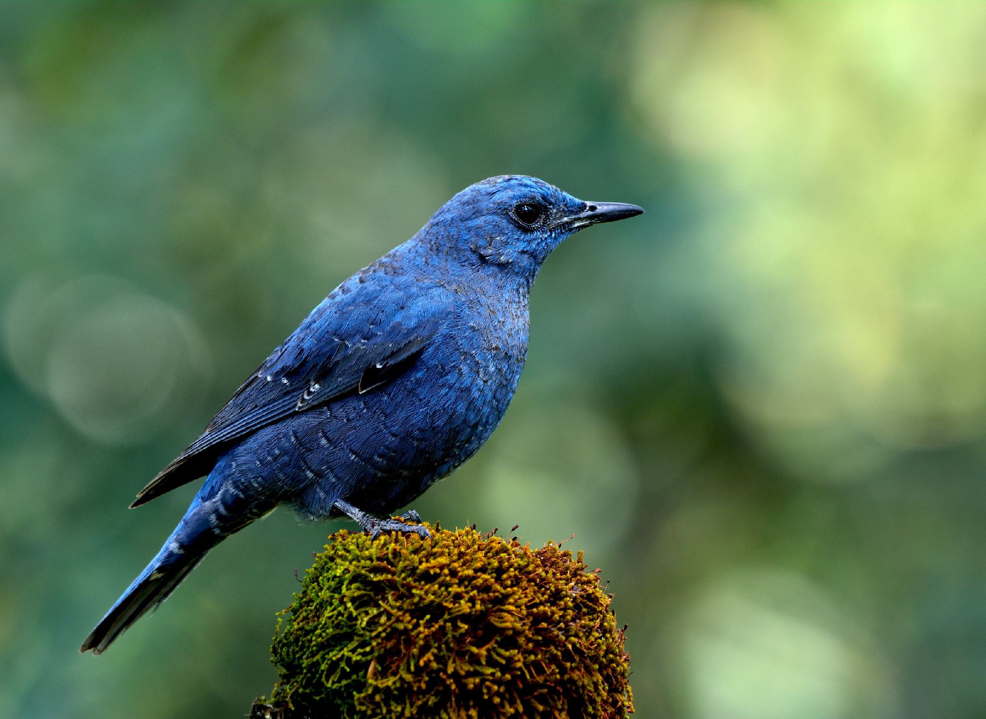 Male of Blue Rock Thrush (Monticola solitarius) amazing pale col