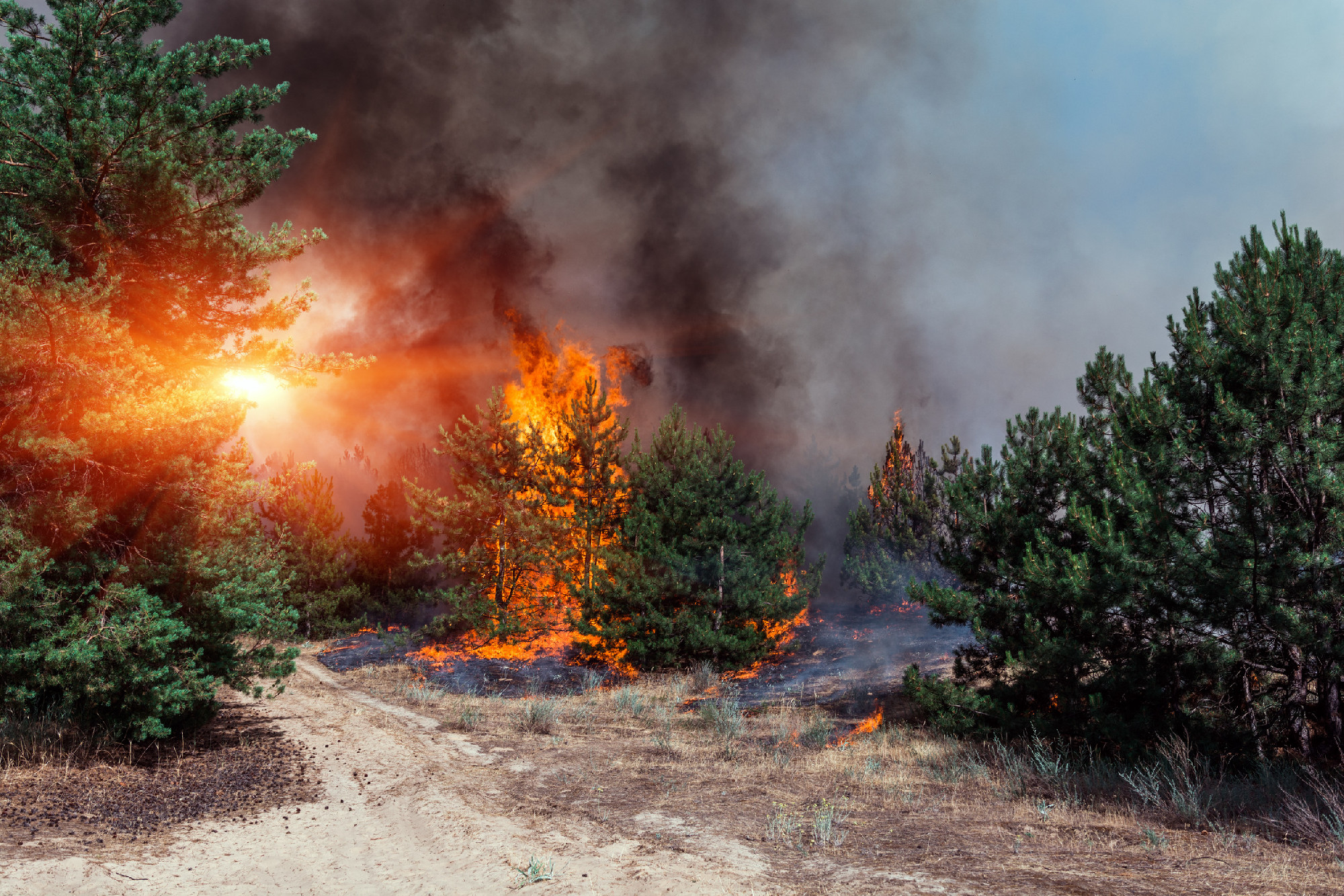 Forest fire. Burned trees after wildfire, pollution and a lot of smoke