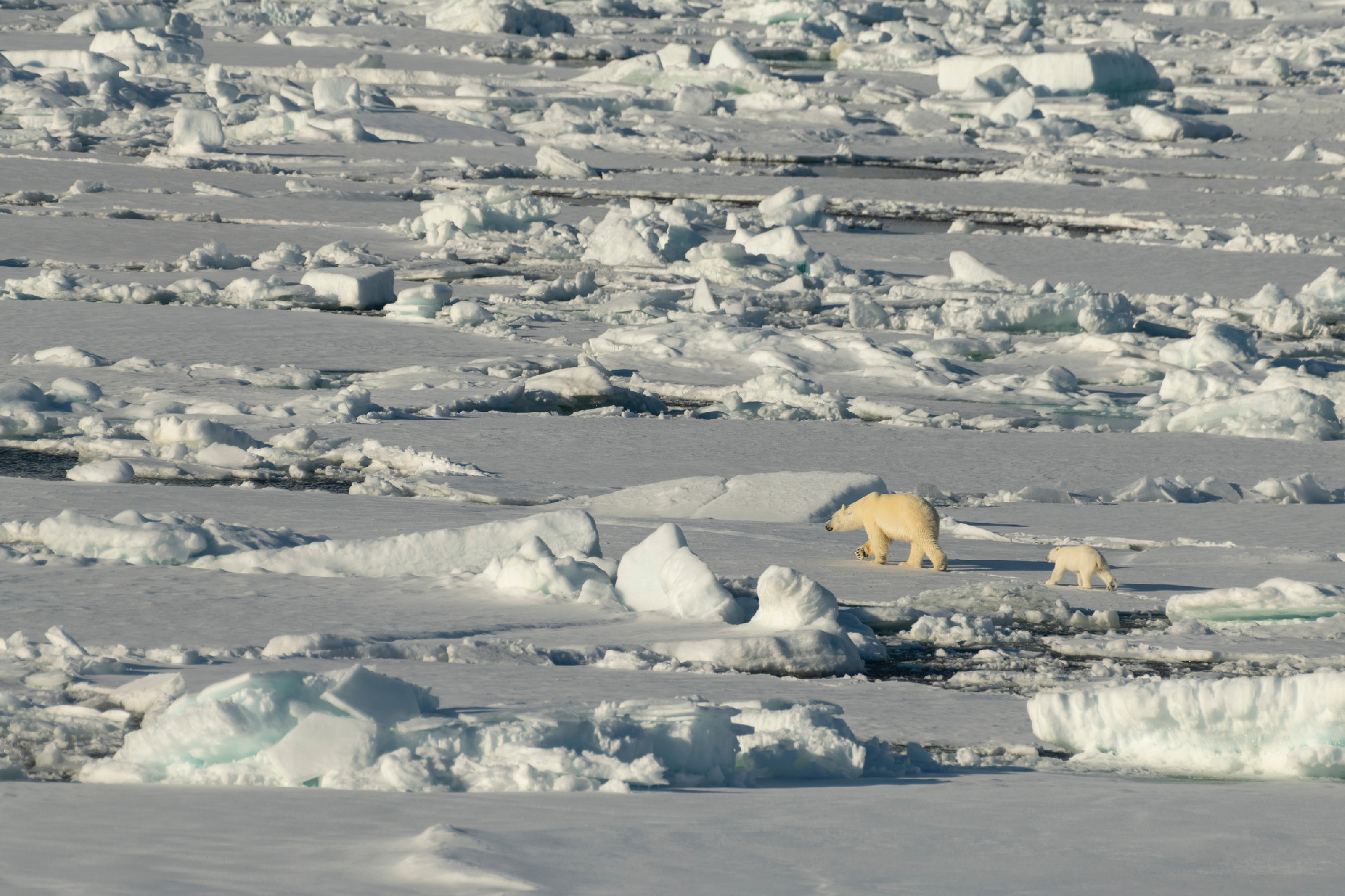 Polar bear walking in an arctic.
