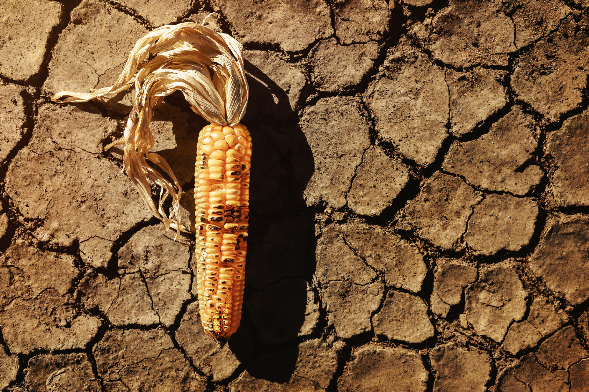 Food Security, World Food Crisis Concept. Environmental Impact. 