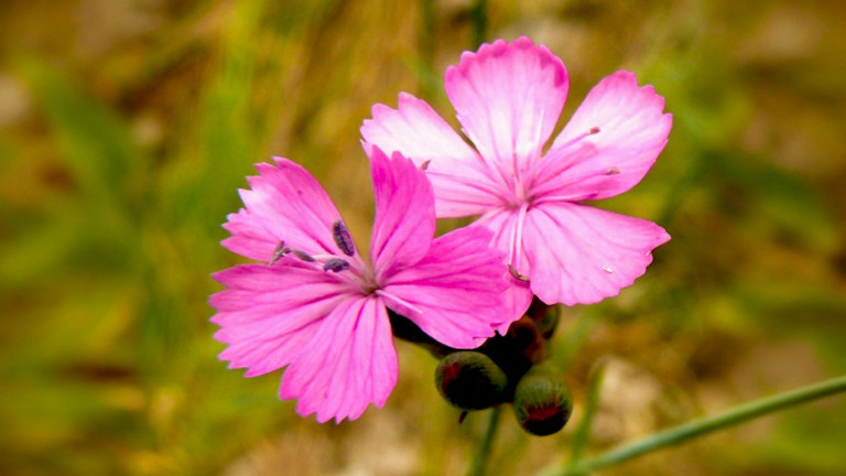 Védett növények: a tartós szegfű