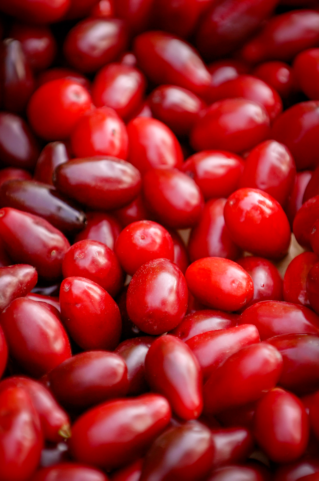 Cornelian Cherry - European Cornel
