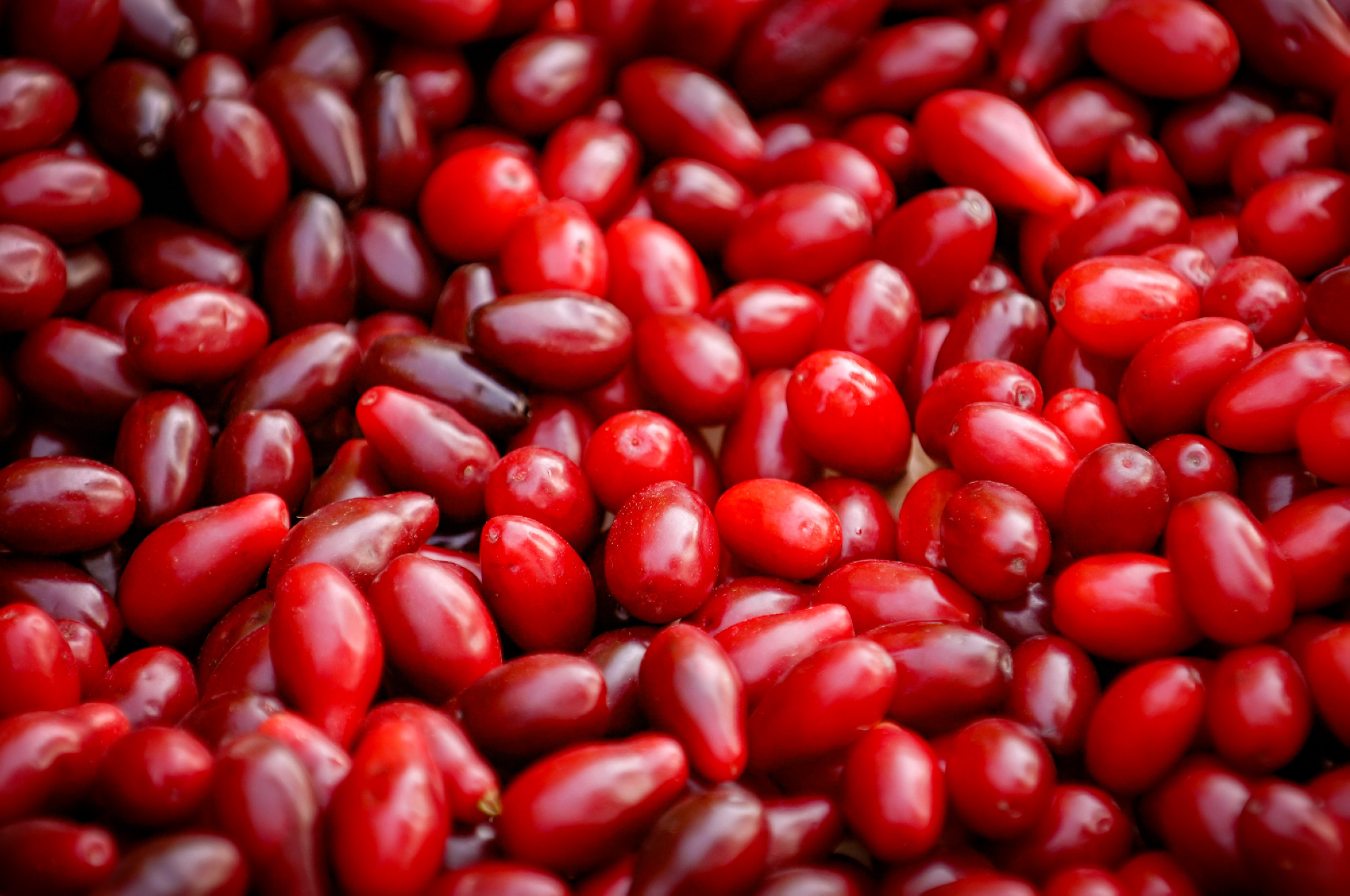 Cornelian Cherry - European Cornel