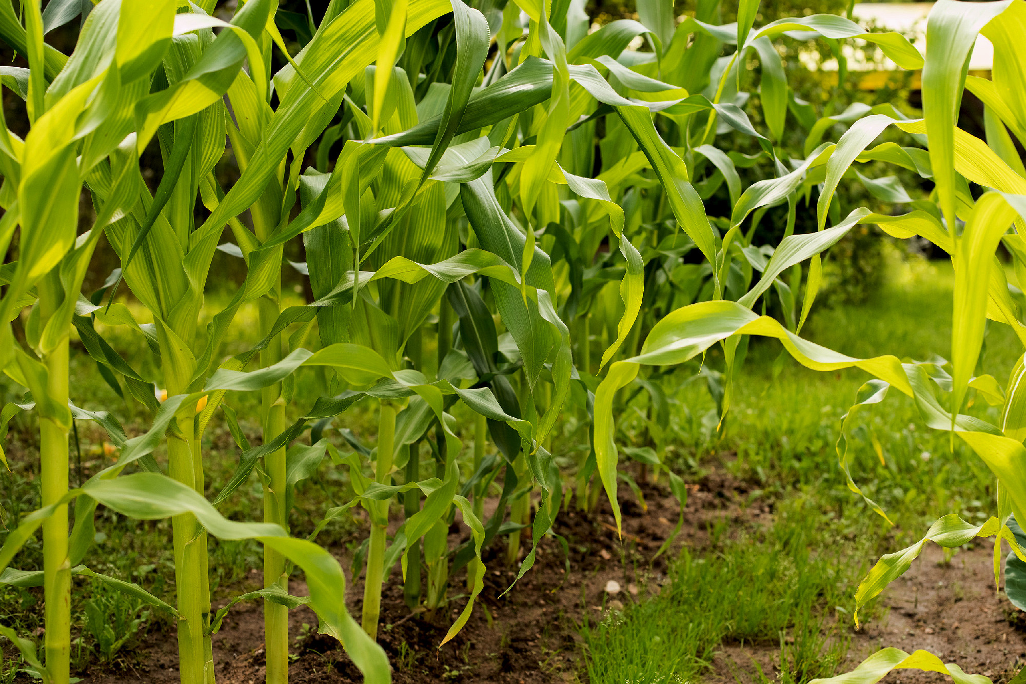 Plants Of Corn Grow In Vegetable Garden In Summertime.