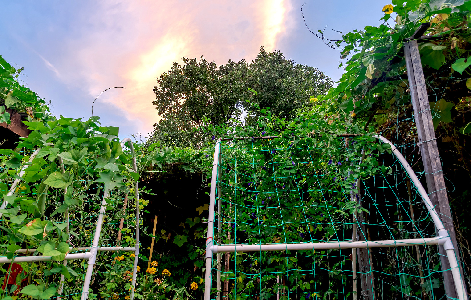 PVC arbor trellis with vine vegetable and flower garden under dr