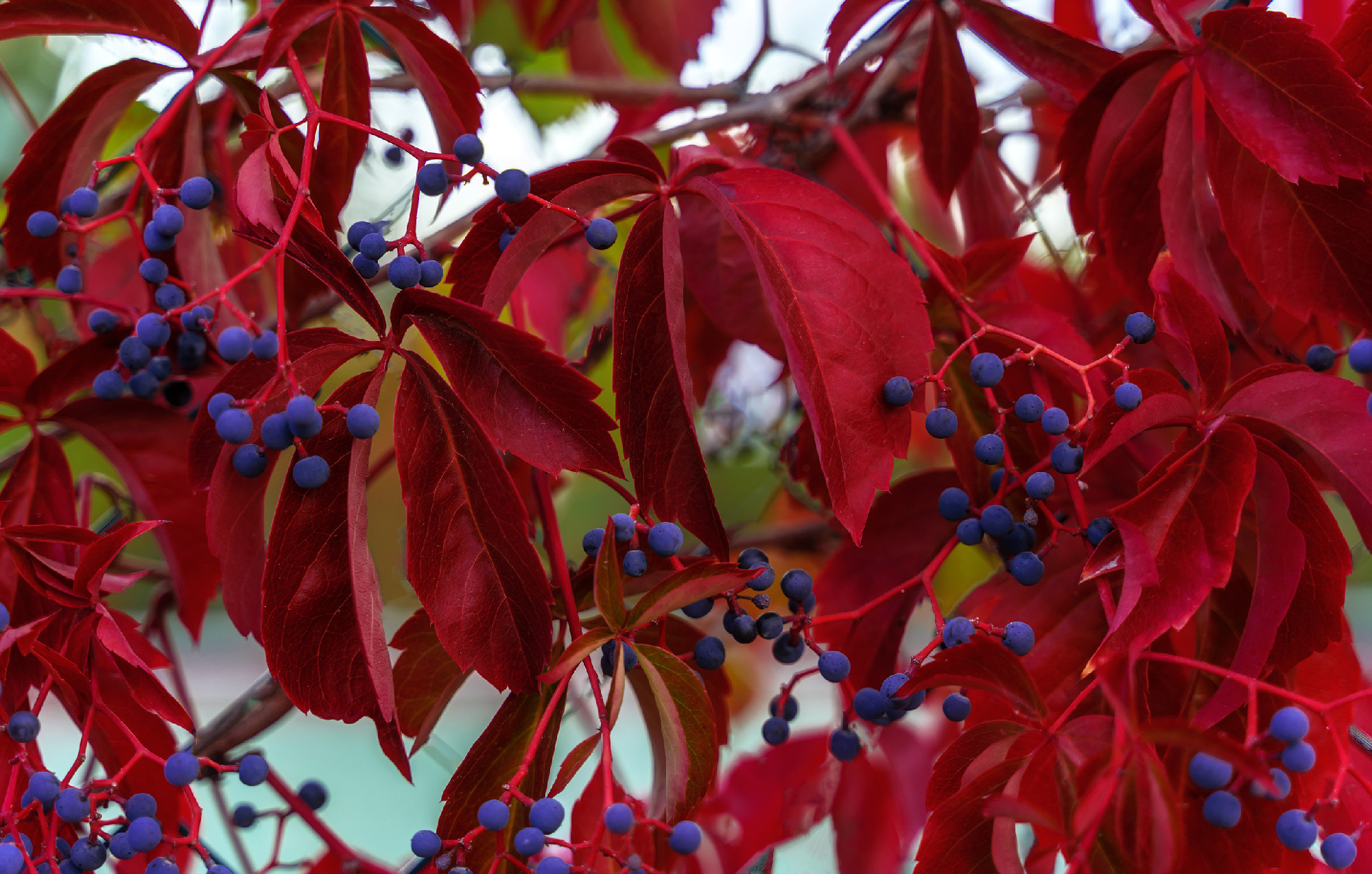 Rustic background of red autumn garden vine for decorative design. Natural fall background.