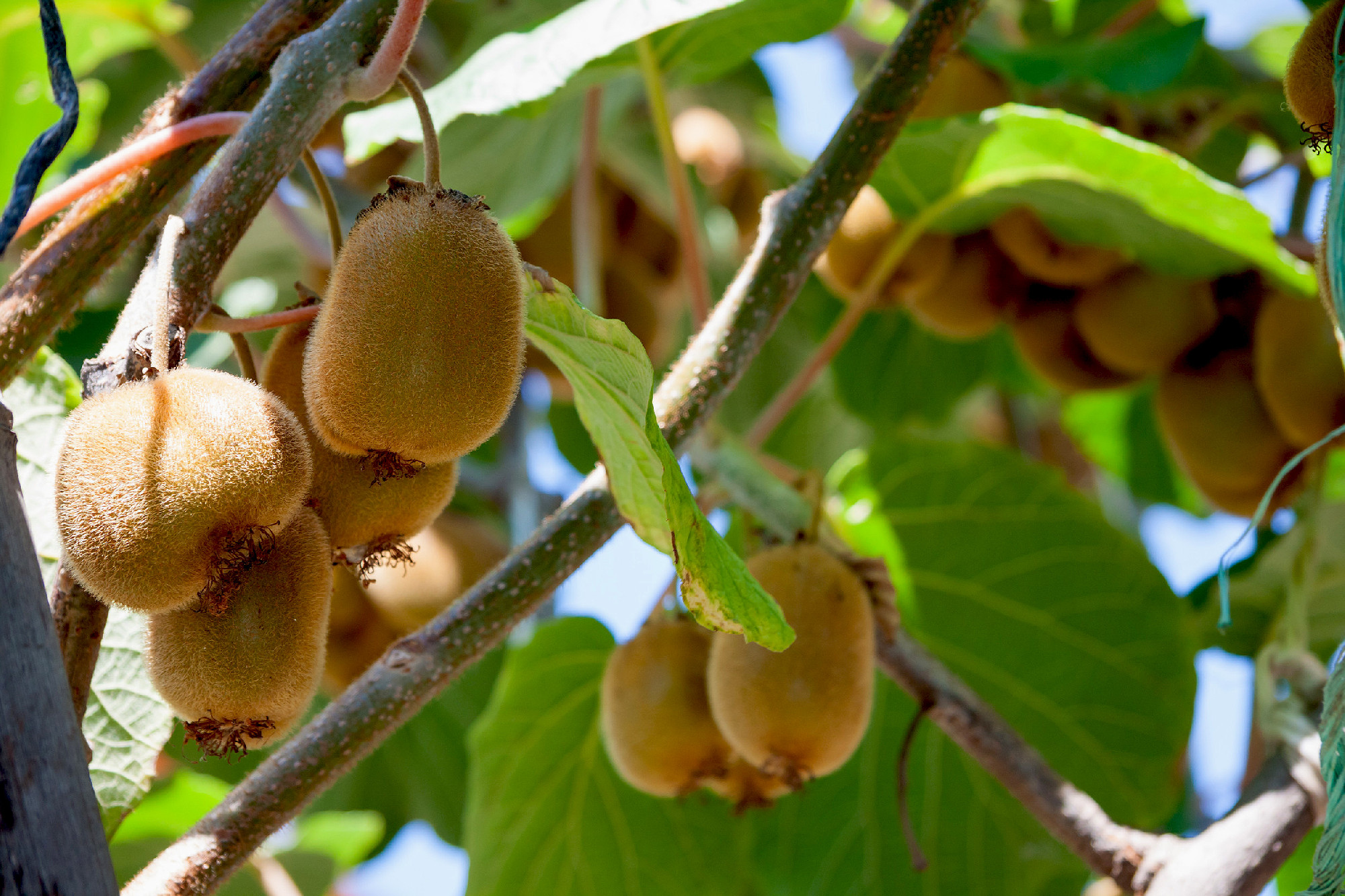 fresh healthy fruit kiwi summer day