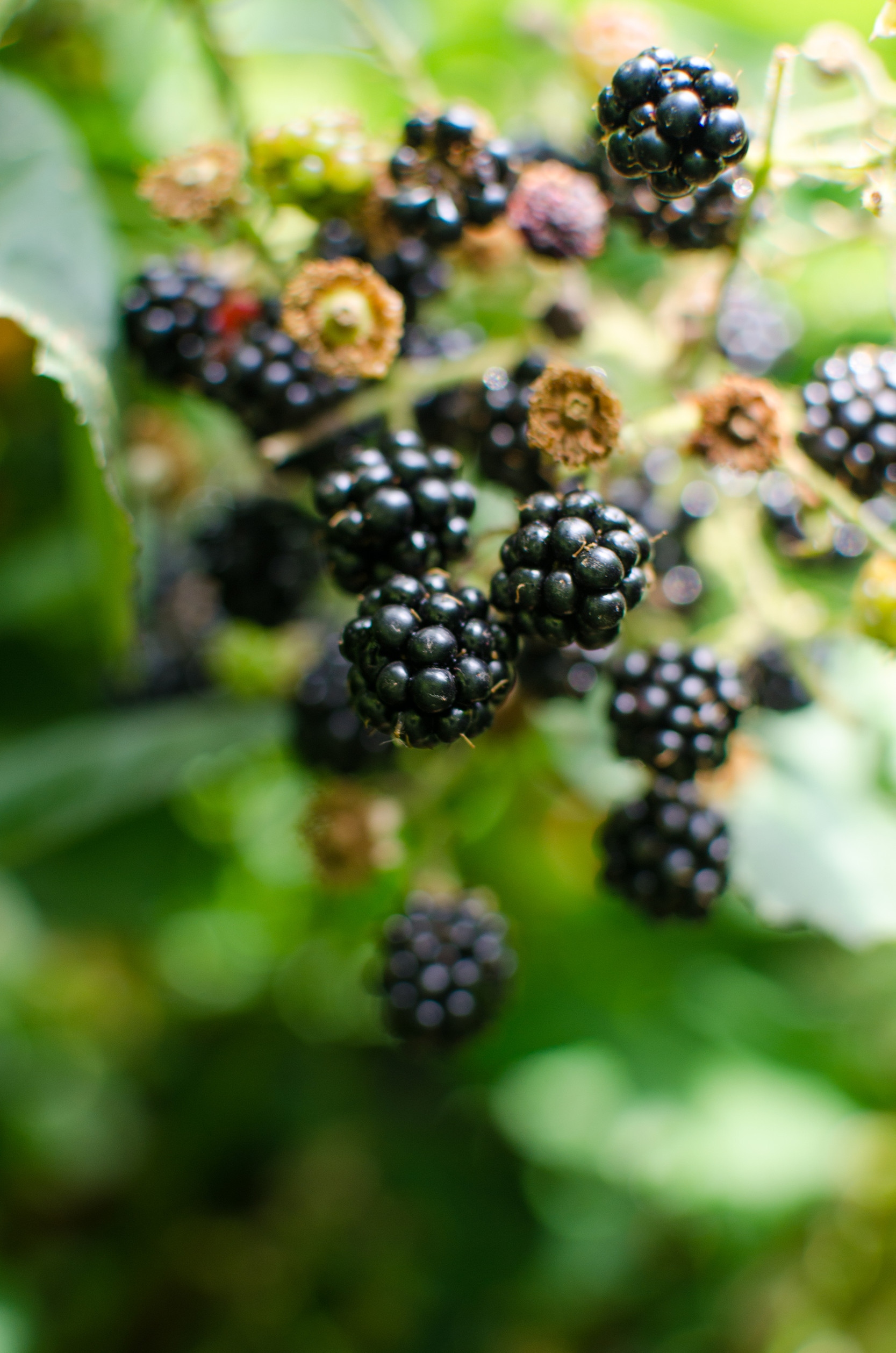 raspberry Shrub 1-2 m tall with annual vegetative shoots and woo