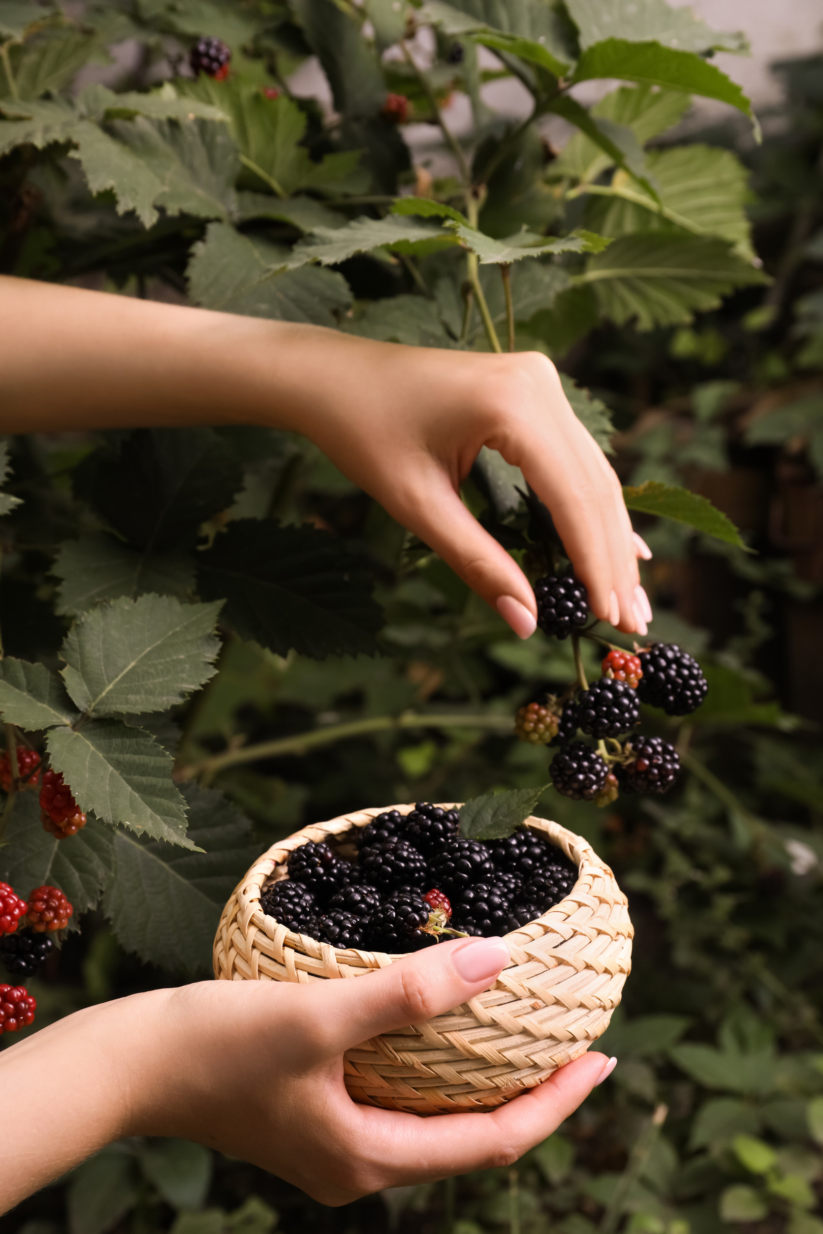 Woman gathering ripe blackberries into wicker bowl in garden, cl