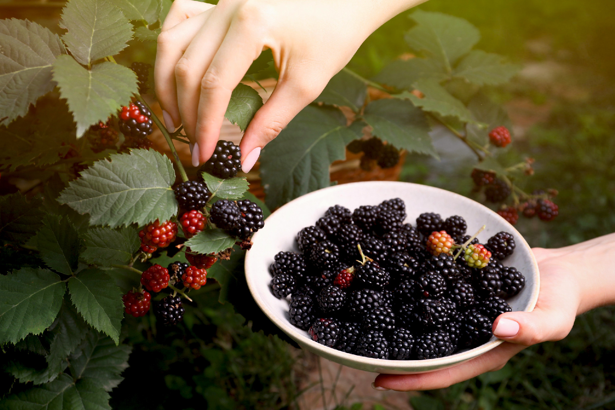 Woman gathering ripe blackberries into bowl in garden, closeup