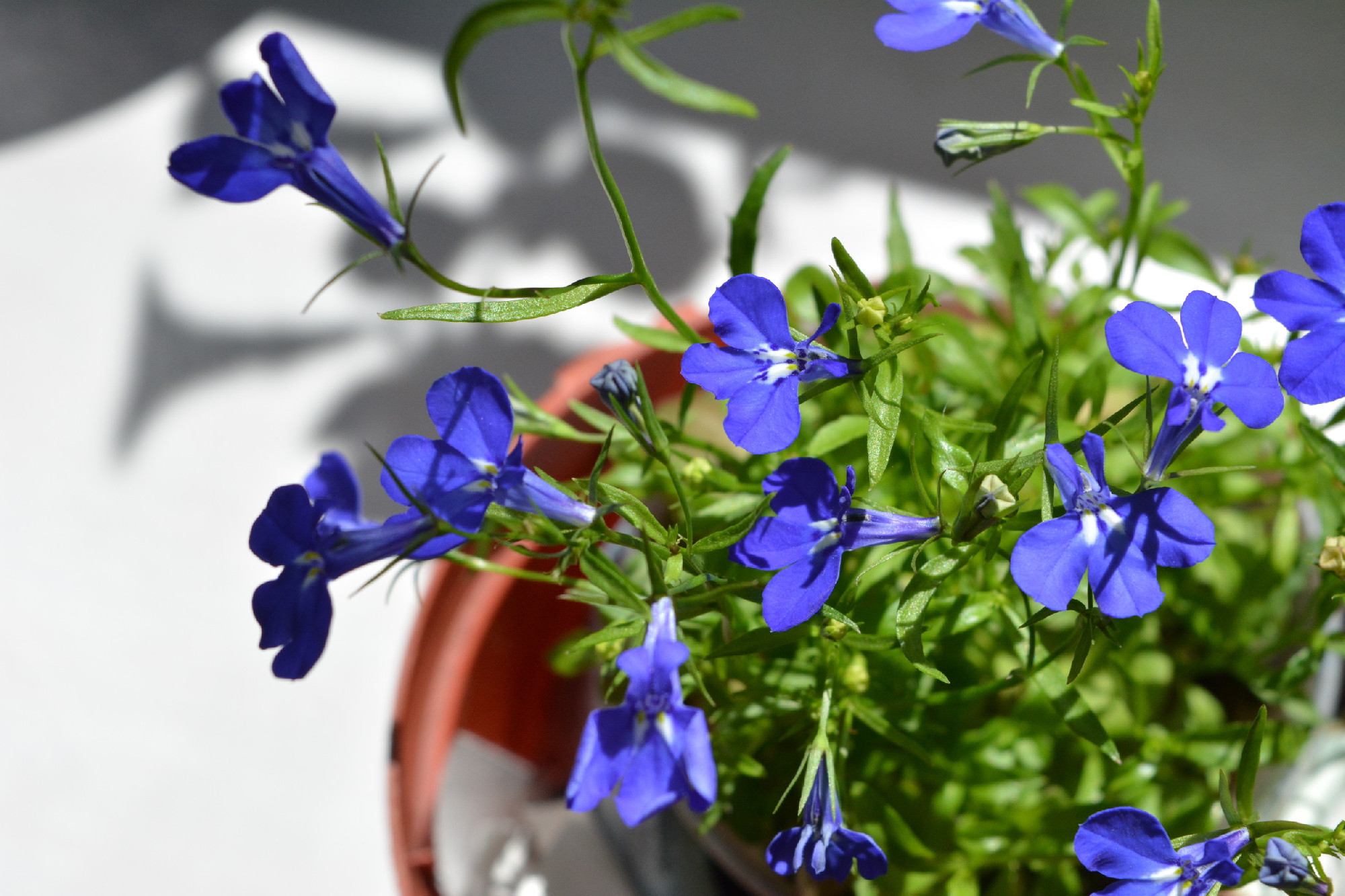 Lobelia erinus. Beautiful blue flowers in flowerpot on sunny bal