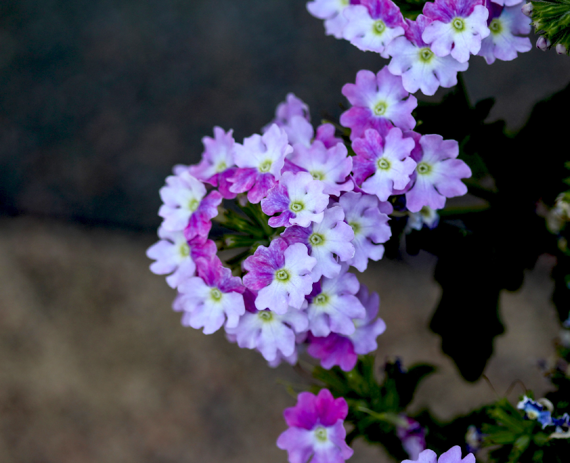 verbena wicked purple flowers or Sea heart (garden verbena)