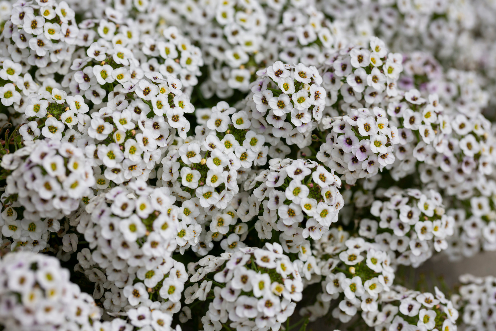 Lobularia maritima flowers syn. Alyssum maritimum, common name sweet alyssum or sweet alison , a plant typically used as groundcover.