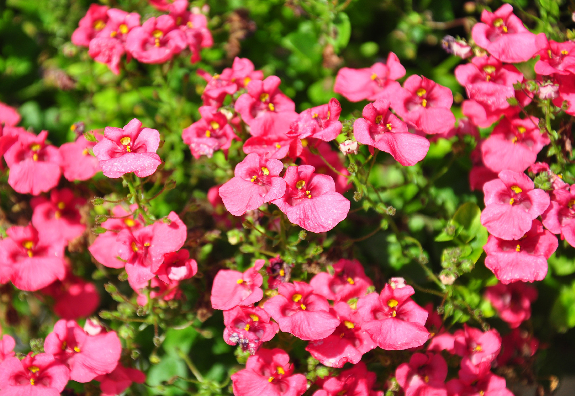 Twinspur (Diascia)