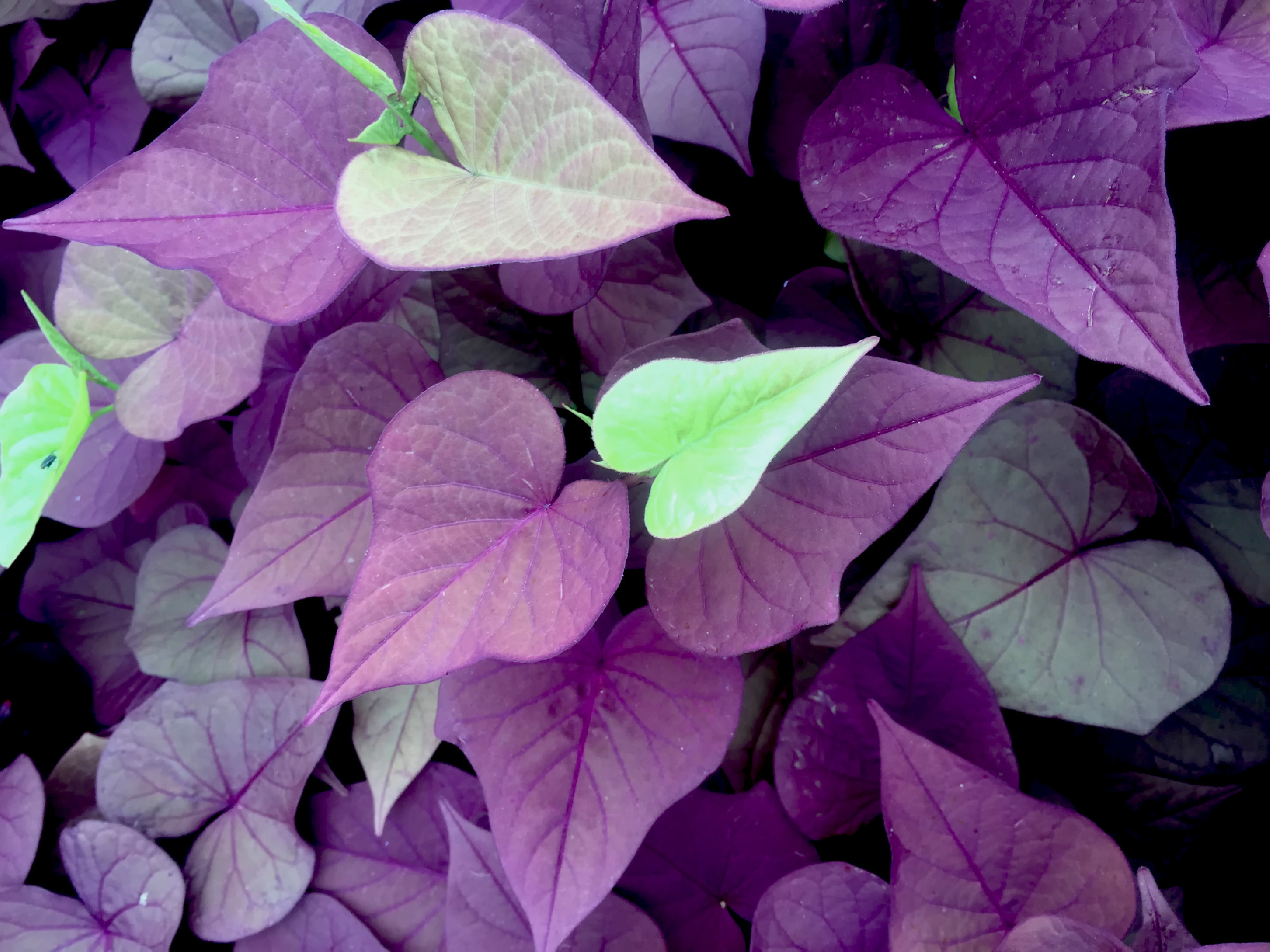 purple and green heart-shaped leaves