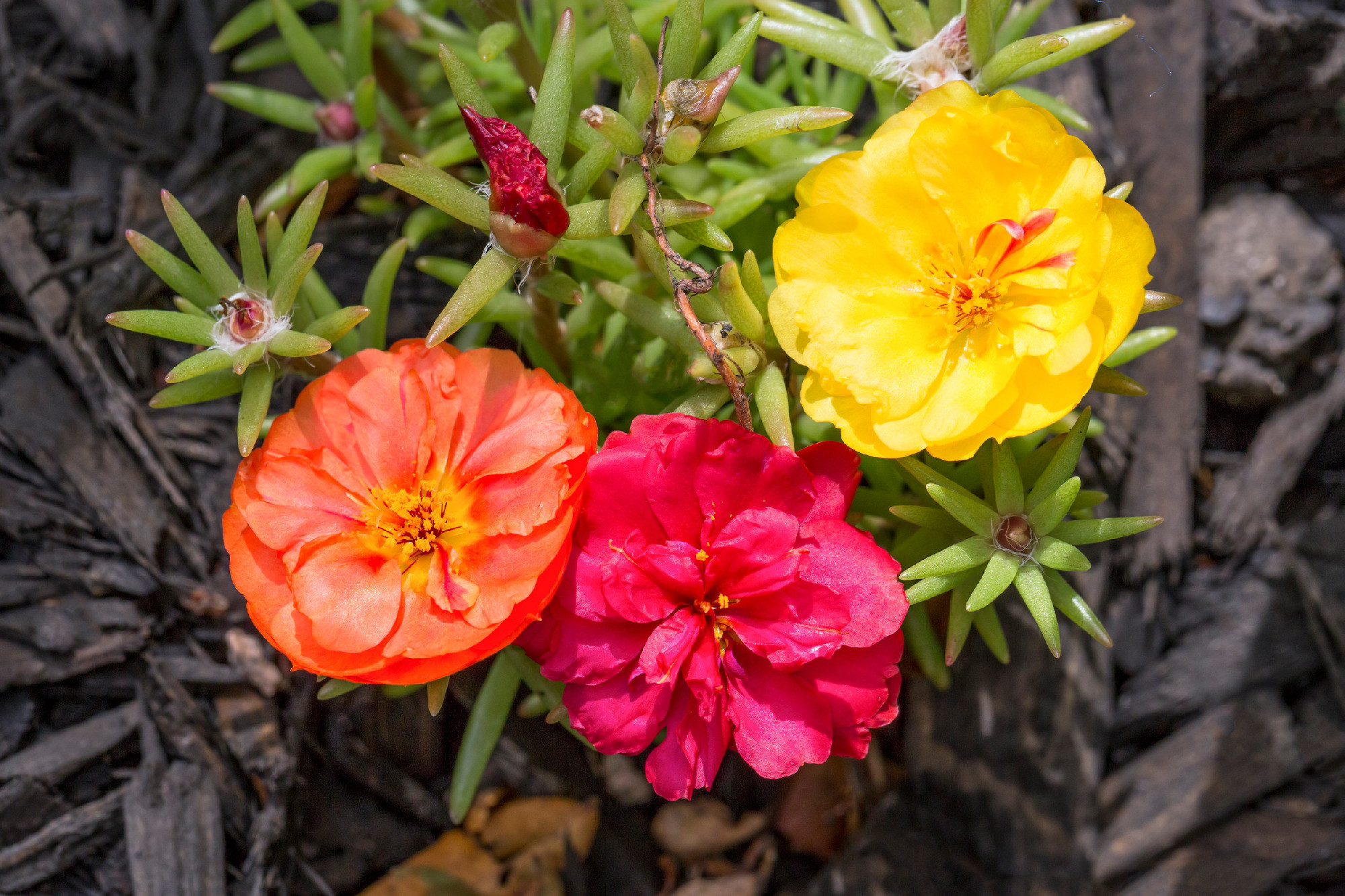 Three Portulaca Flowers