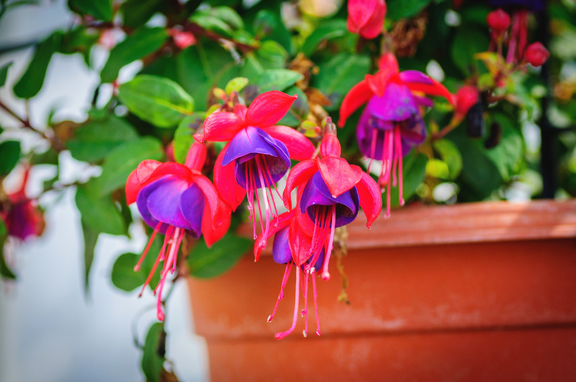 Colorful fuchsia flowers like background, pink and violet flower