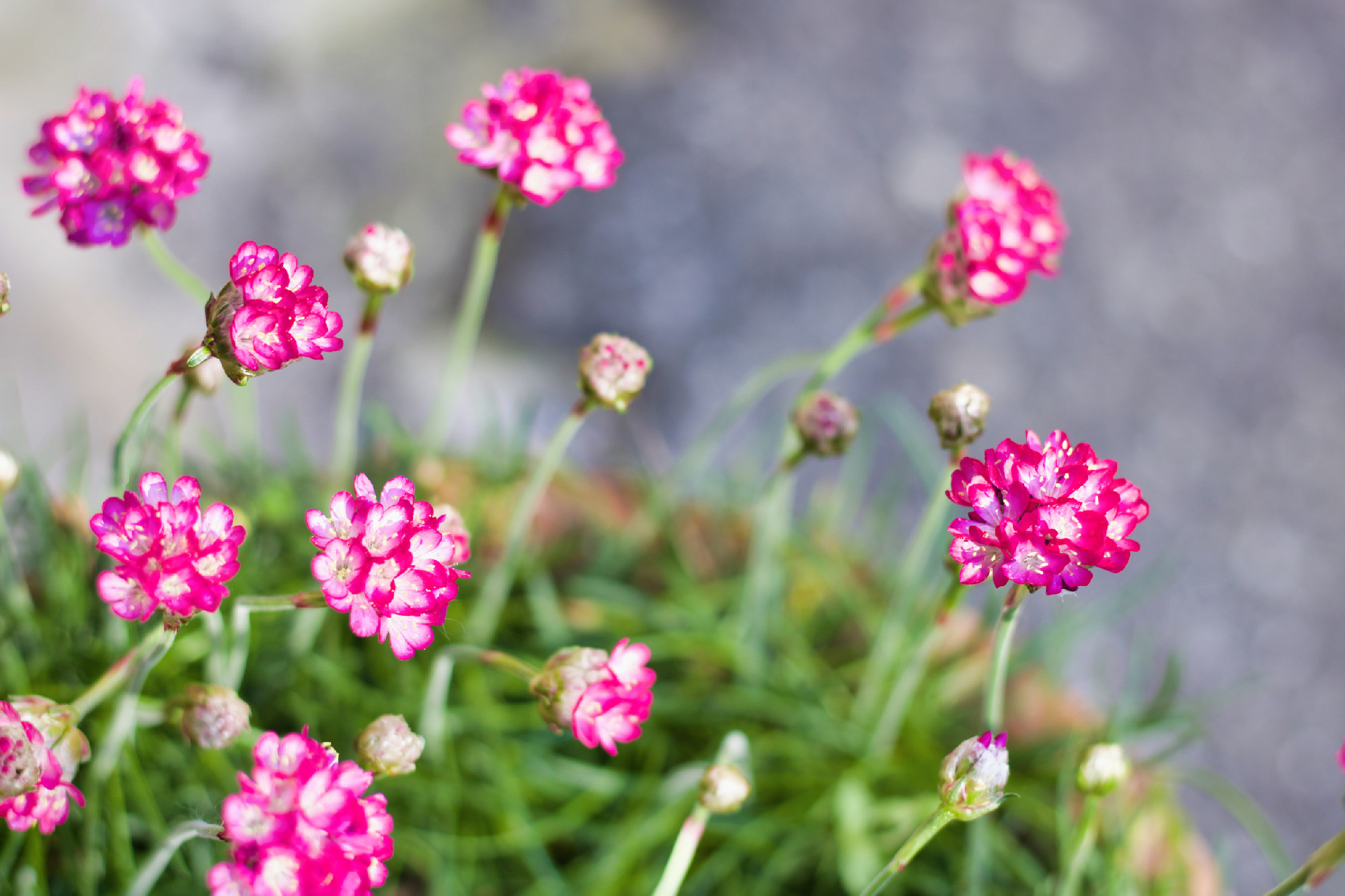 close up of armeria maritima flowers in bloom