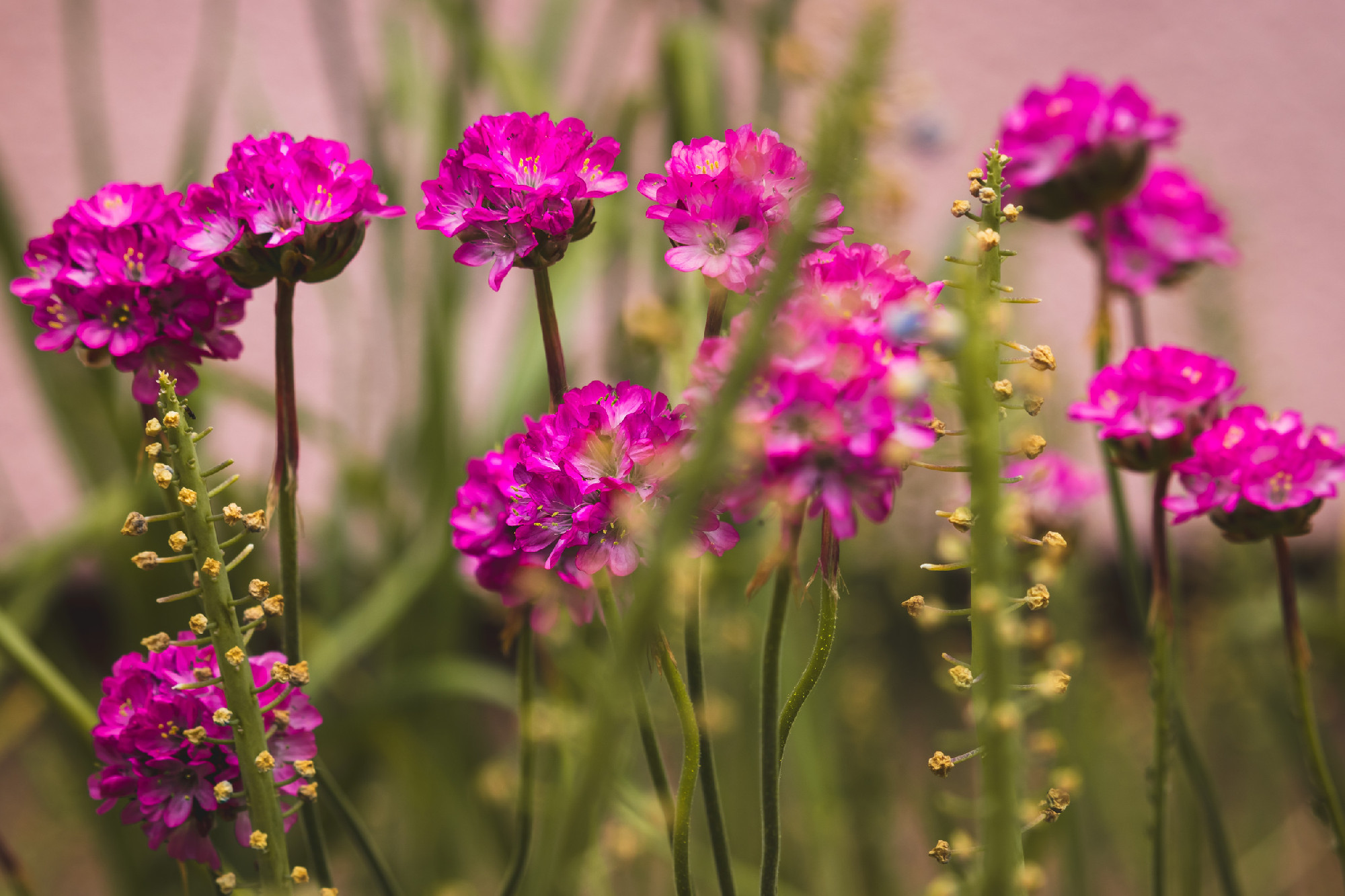 Spring flowers on a sunny May day. Blurred background, close-up