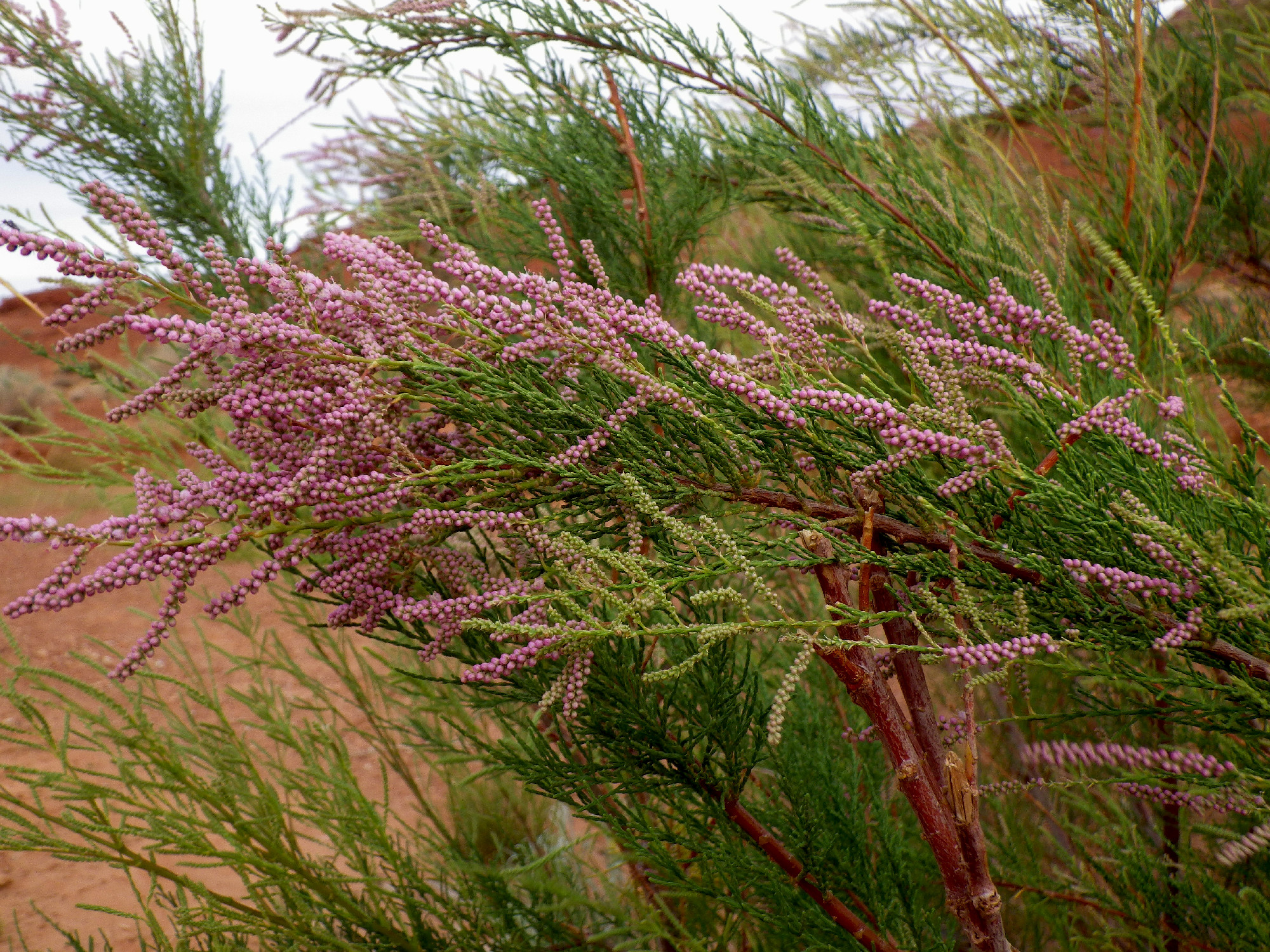 Tamarix ramosissima