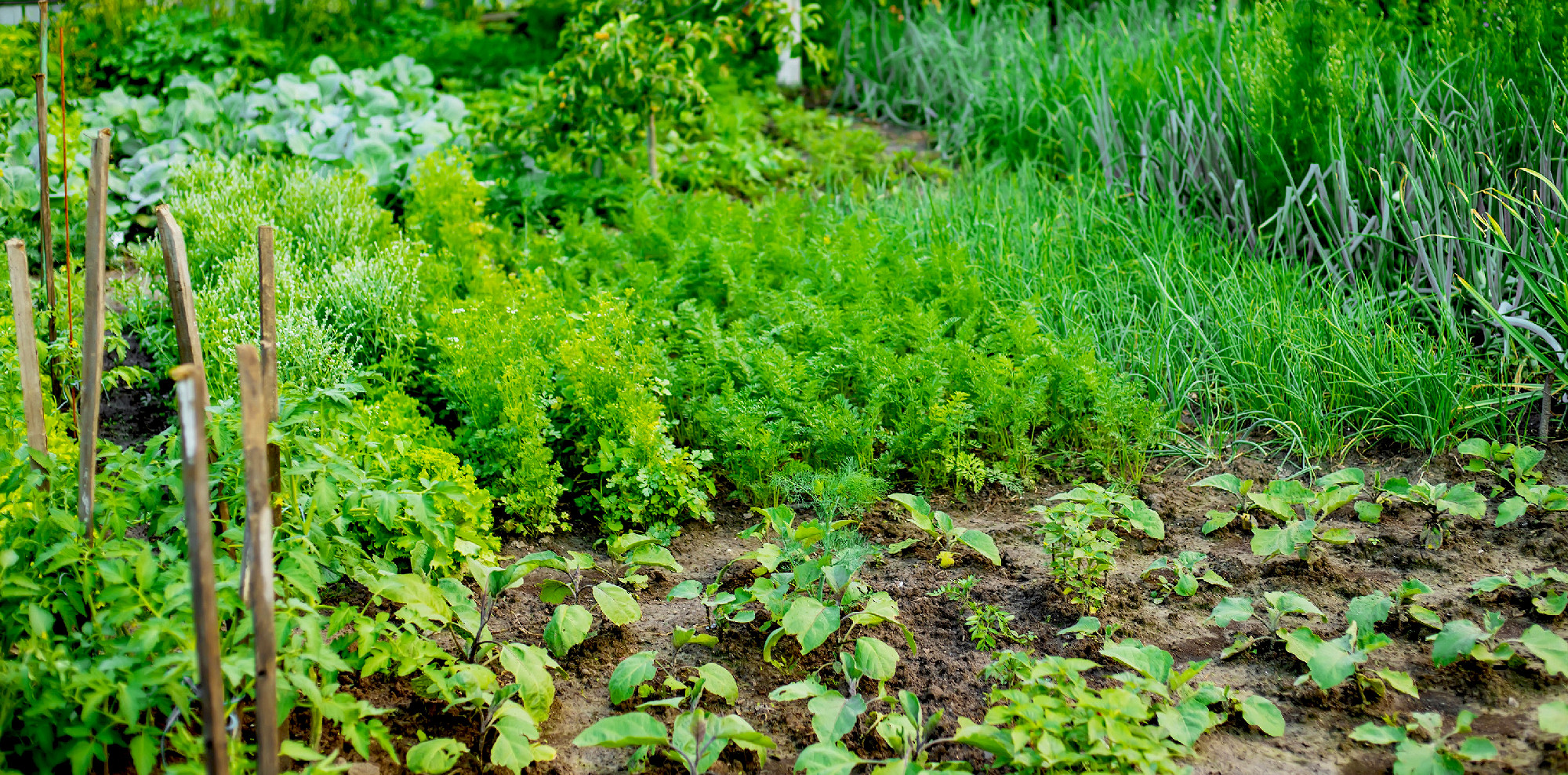 The rows of young plants growing in the greenhouse