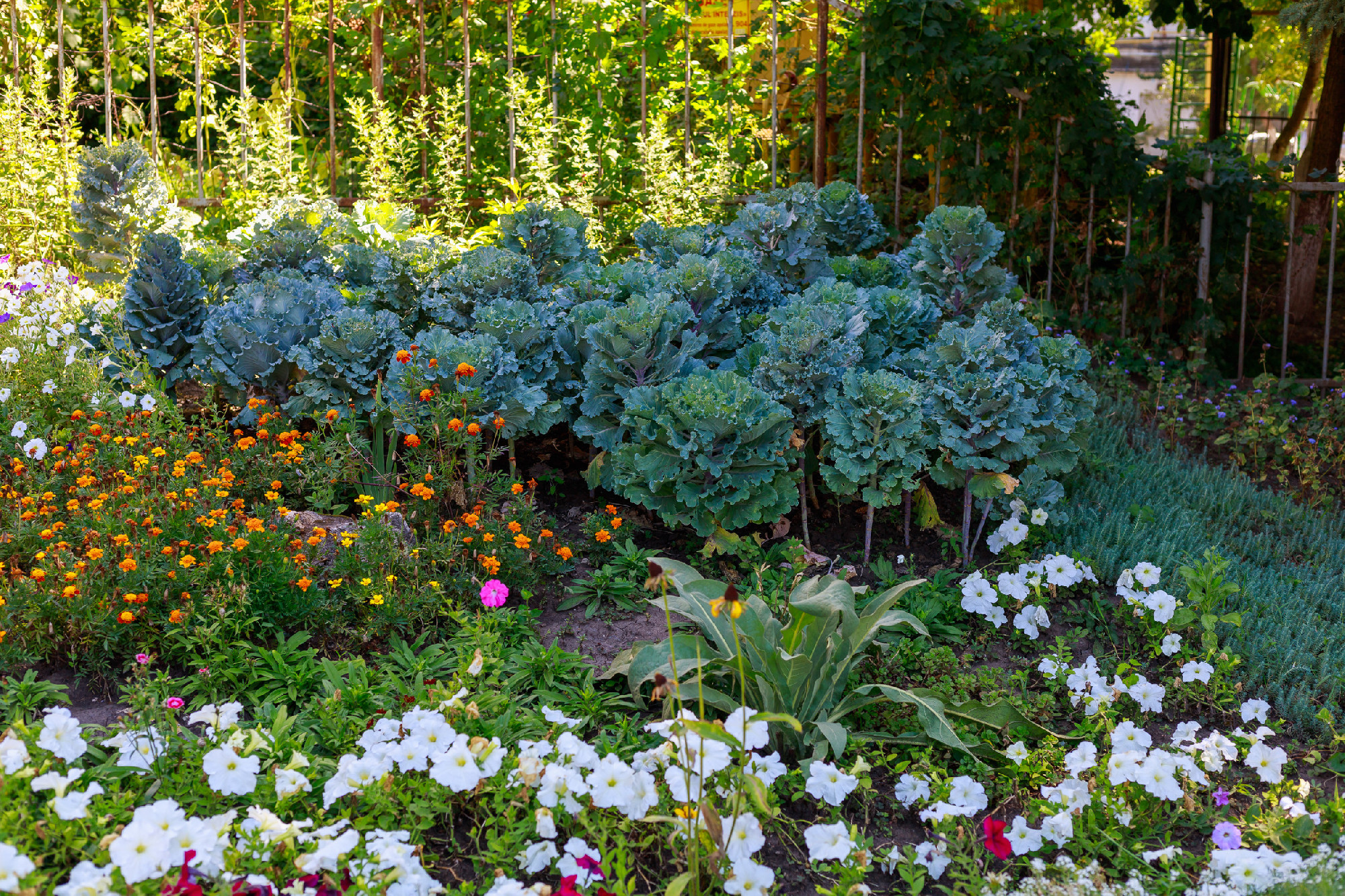 A very beautiful flower bed in the urban environment of the city. Flowers and greenery in landscape design