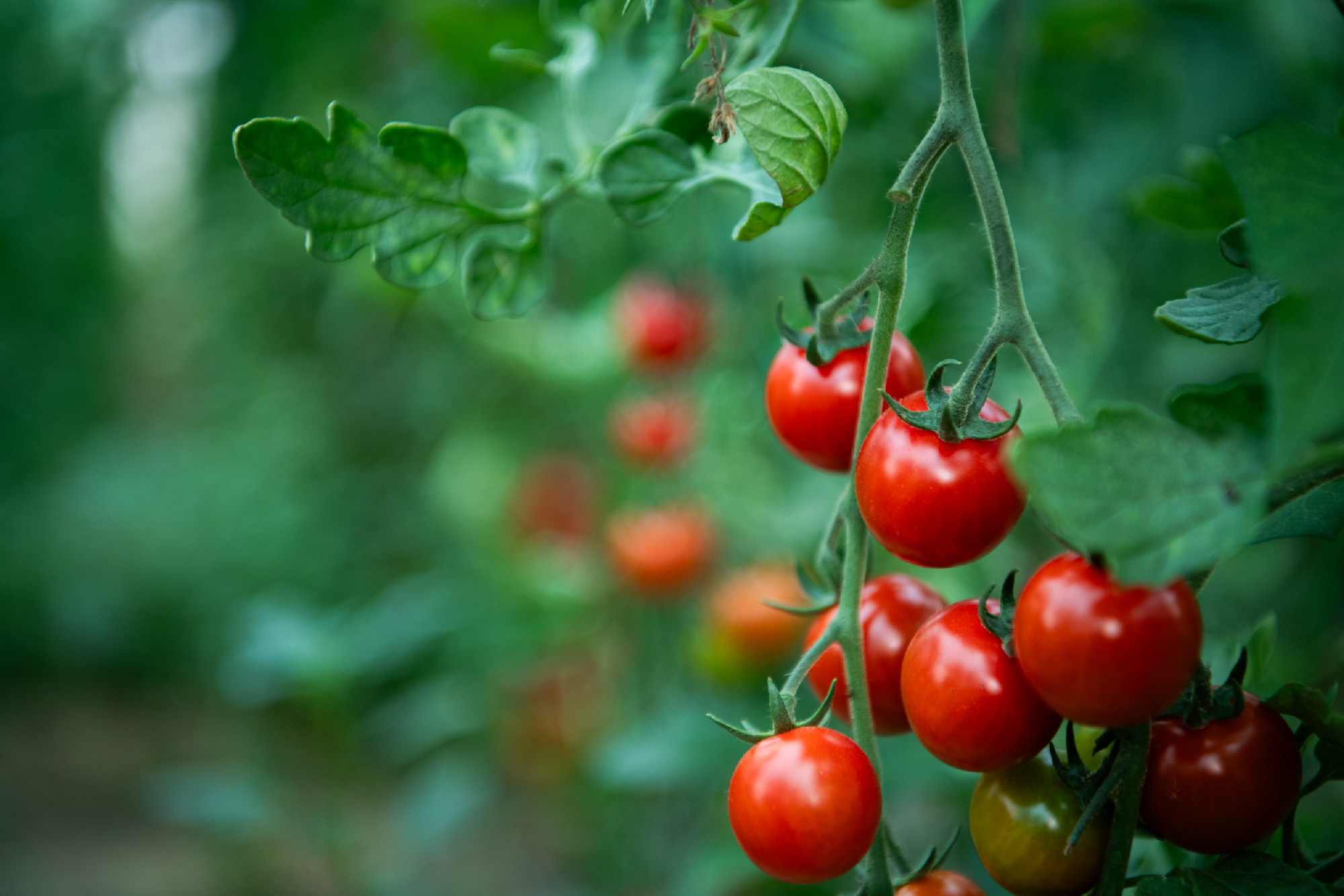 Vibrant and Healthy Ripe Tomatoes Grown in a Greenhouse for Ultimate Freshness.