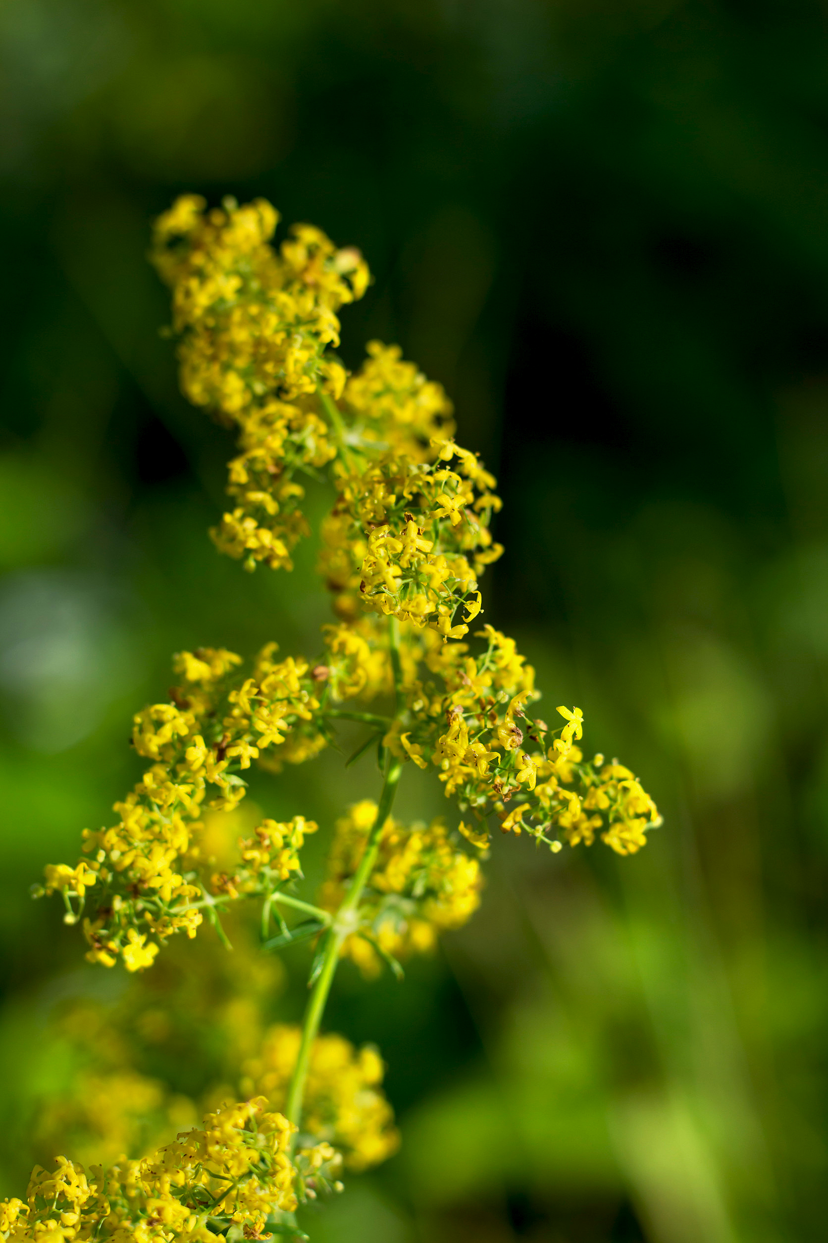 yellow tender honey grass Bedstraw, Galium verum