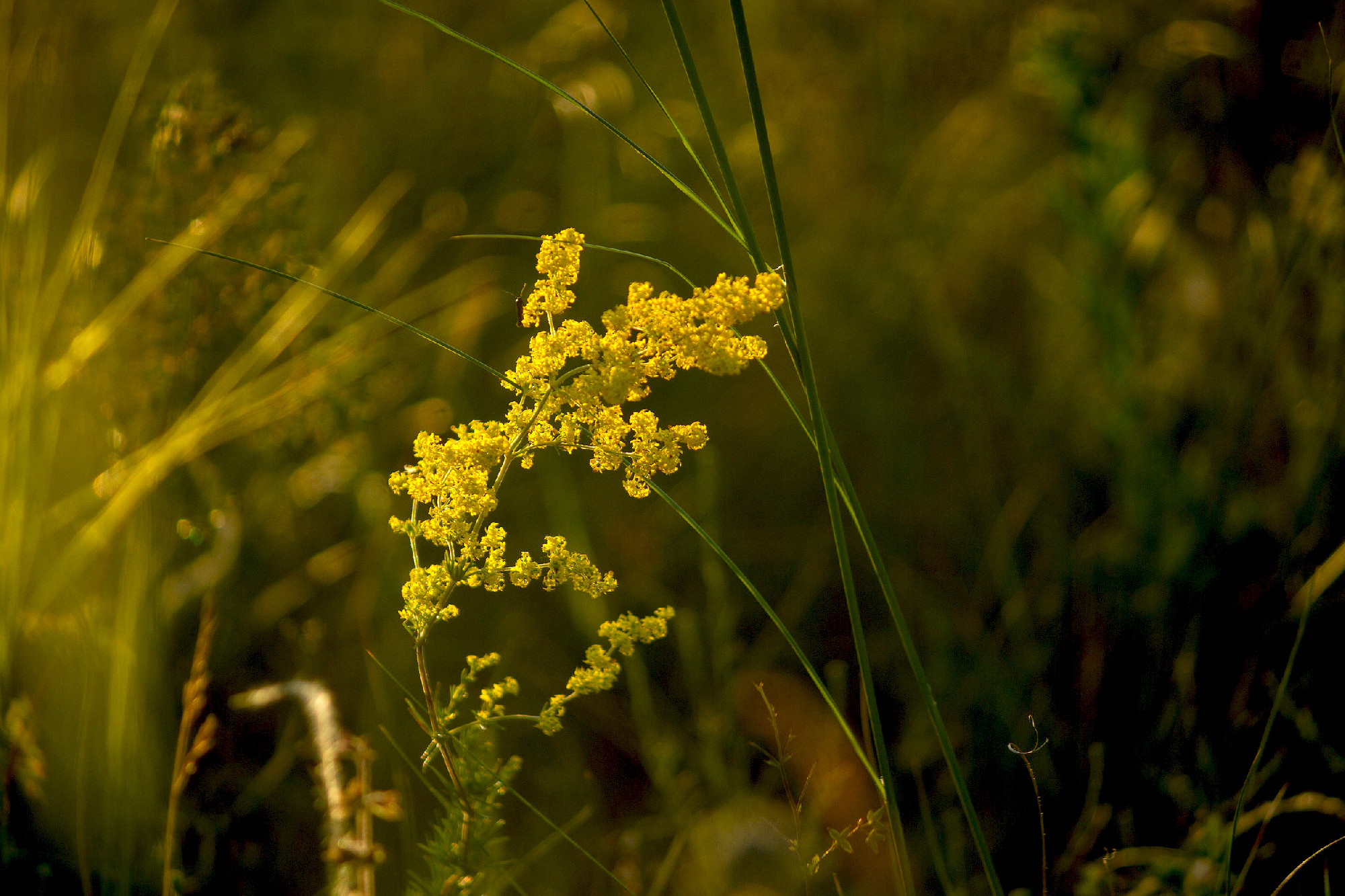 Plants on the meadow