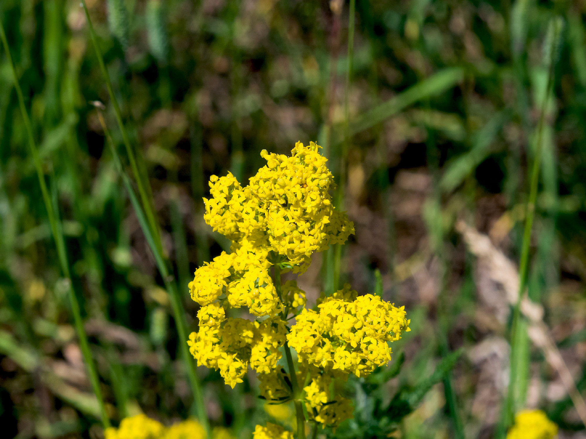 Yellow Bedstraw or Galium verum flowers close-up, selective focu