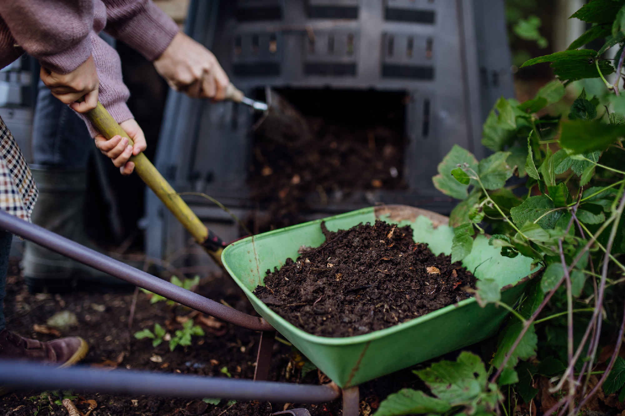 Removing compost from a composter in garden. Concept of composting and sustainable organic gardening.