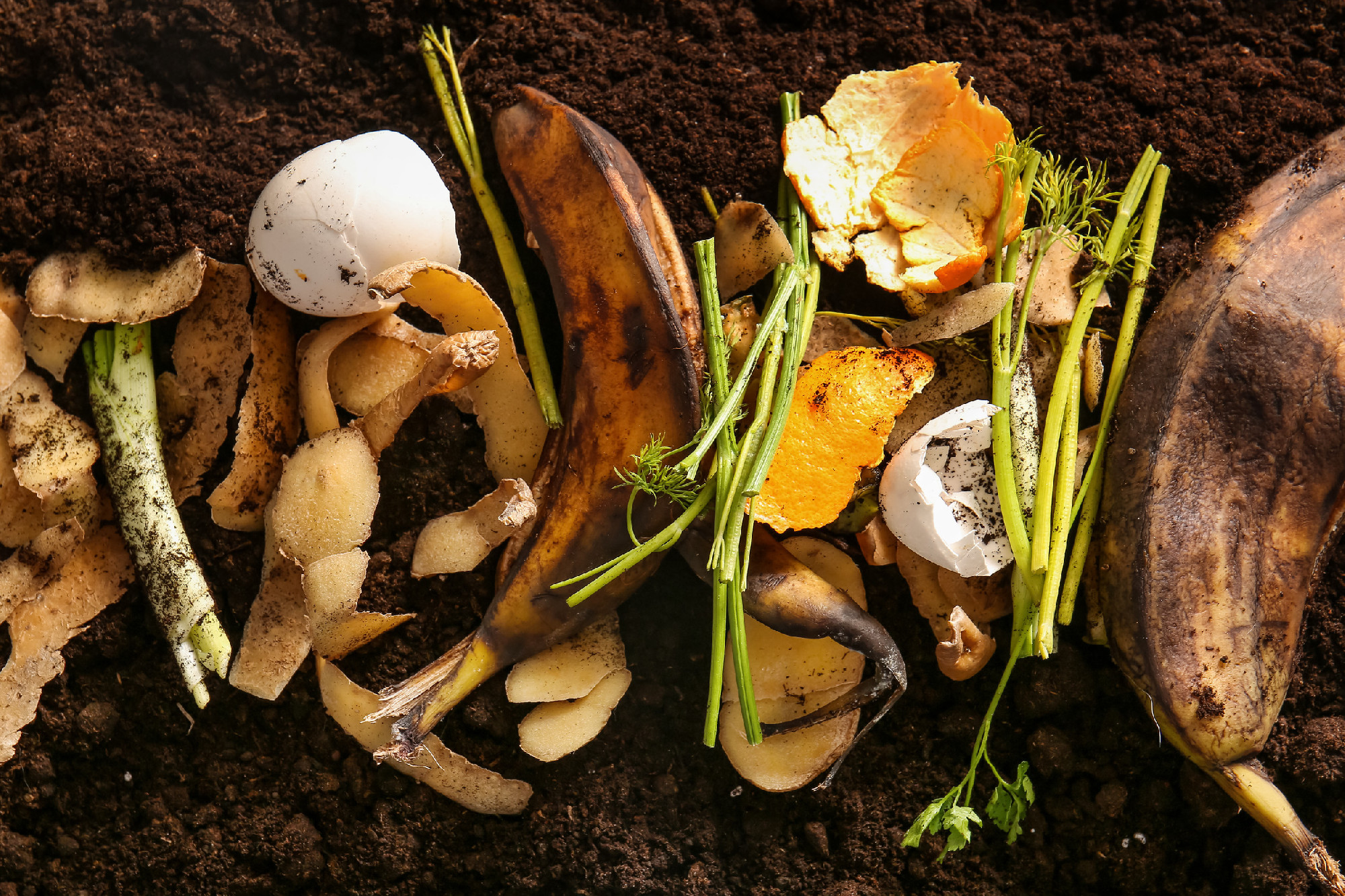 Organic waste on soil, closeup. Compost recycling concept�