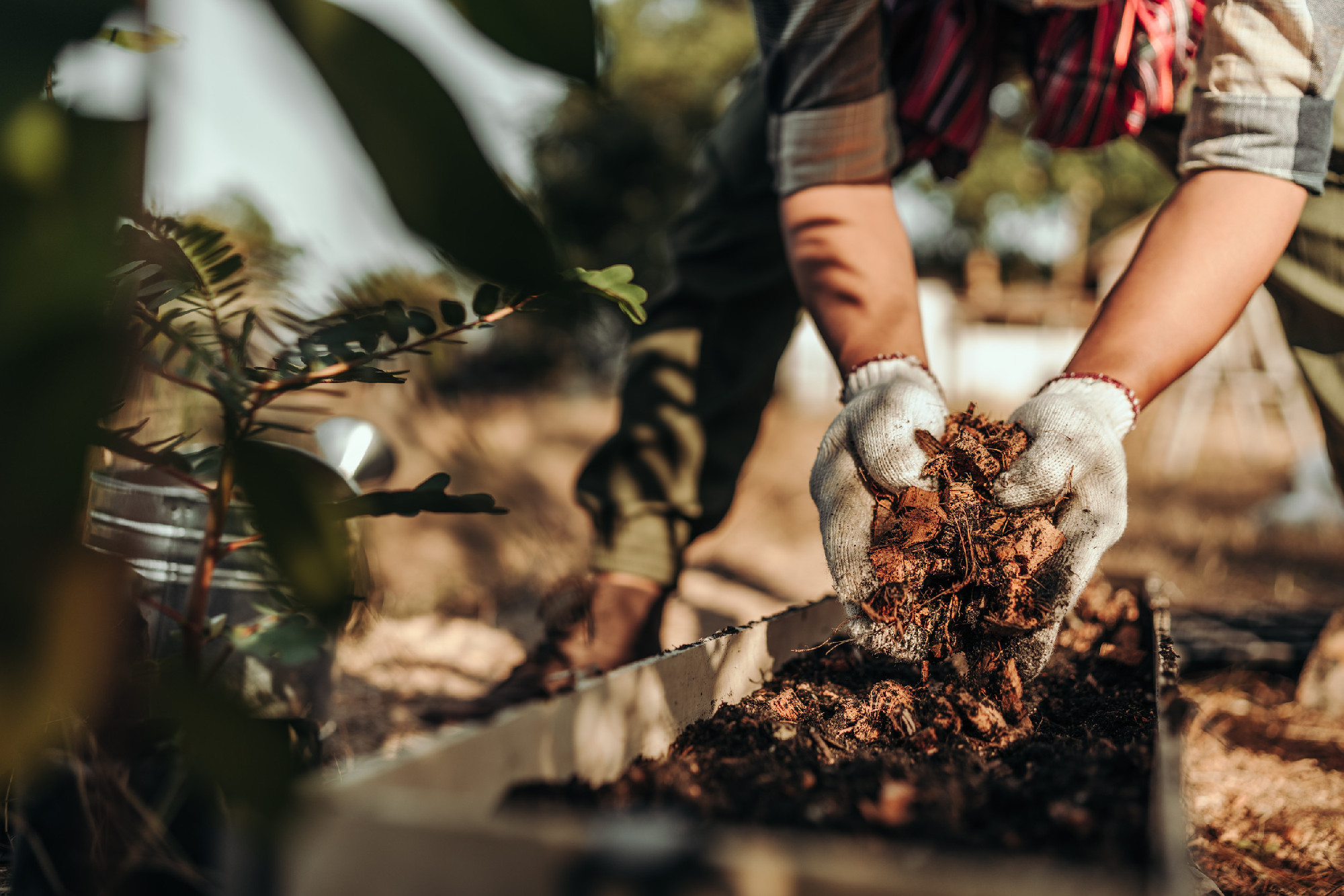Gardeners are using coconut husks as a base for pots mixed with soil before planting vegetables.